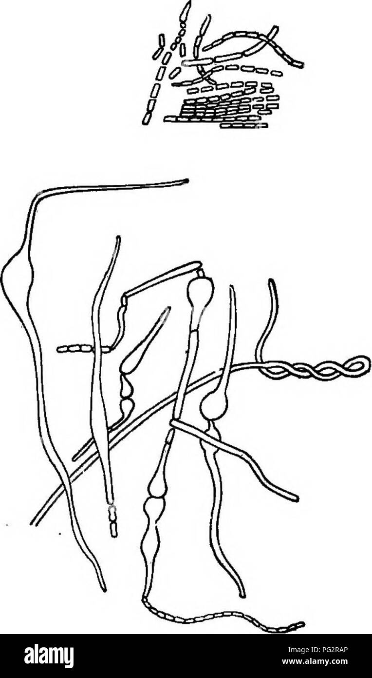 Diese Arbeit beschäftigt sich mit den Arten von Bakterien, Hefen und Schimmelpilzen, die in der häuslichen Umgebung häufig vorkommen, wobei sie ihre Rolle bei der Herstellung von Essig, insbesondere von Apfelwein-Sorten, thematisiert. Sie umfasst auch den besonderen Geschmack des Essigs aufgrund der Essigsäure und der verschiedenen zur Herstellung verwendeten Materialien. Stockfoto
