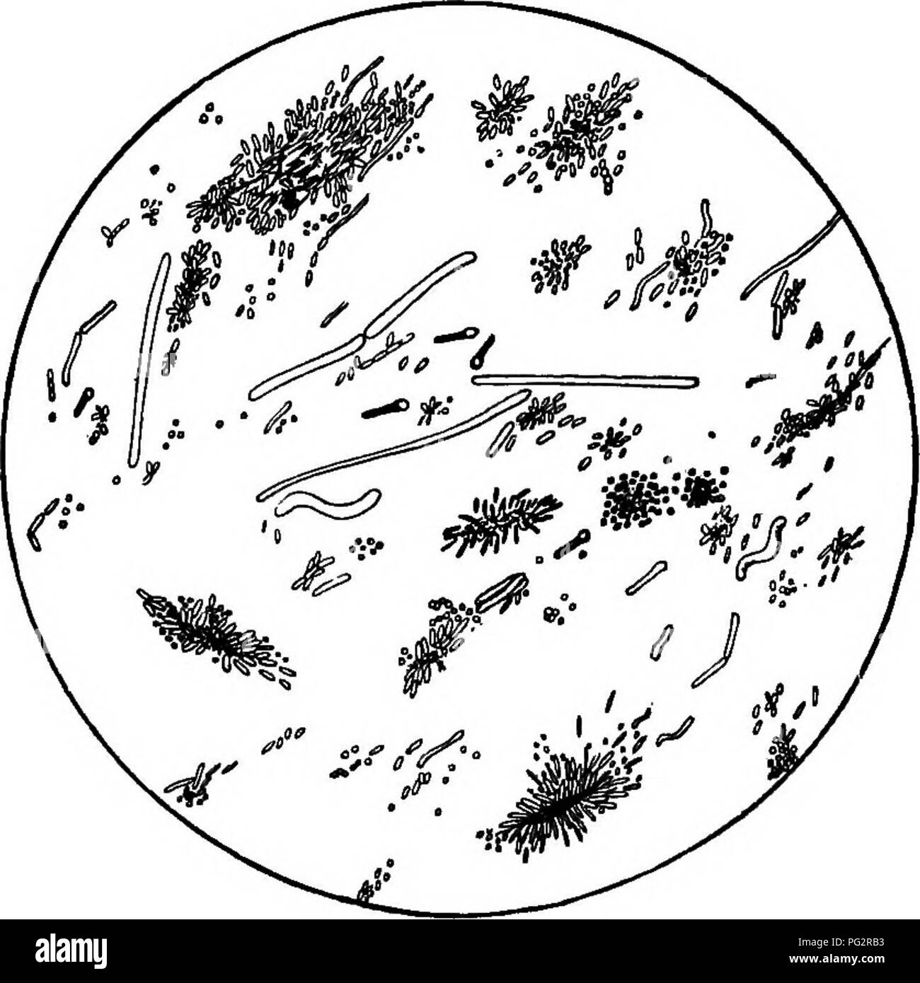 Diese Arbeit konzentriert sich auf das Vorhandensein von Bakterien, Hefen und Schimmelpilzen in Haushalten, insbesondere deren Rolle beim Verfall von Lebensmitteln. Es untersucht, wie diese Mikroorganismen die Lebensmittelsicherheit, die Hygiene und die allgemeine Sauberkeit im Haushalt beeinflussen, und gibt Ratschläge zur Kontrolle ihres Wachstums. Stockfoto