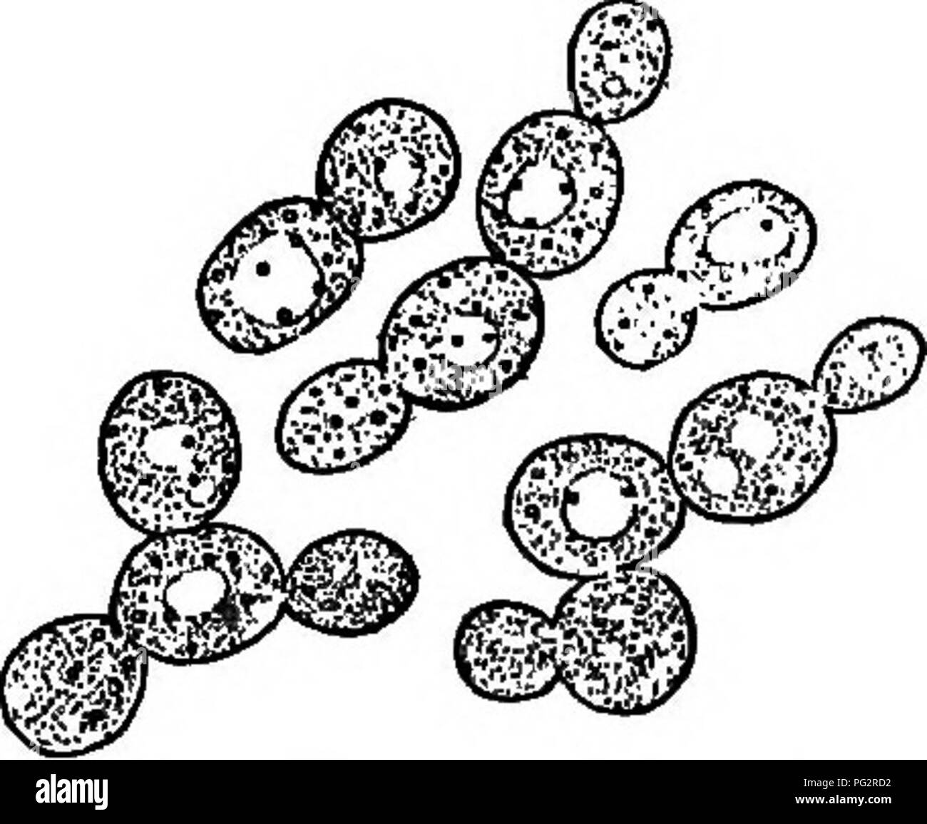 Diese Arbeit beschäftigt sich mit der Rolle von Bakterien, Hefen und Schimmelpilzen in Haushalten, mit besonderem Augenmerk auf Hefetypen wie getrockneten Hefekuchen und deren Verwendung beim Backen sowie dem Übergang von hausgemachten zu handelsüblichen Hefen. Stockfoto