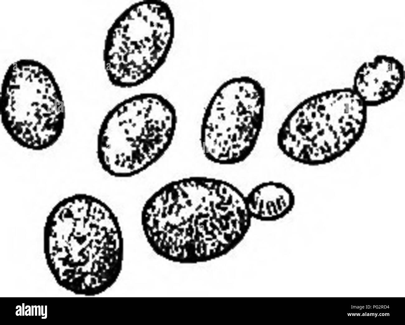 In dieser Publikation werden verschiedene Arten von Hefen, Schimmelpilzen und Bakterien beschrieben, die häufig in Haushalten vorkommen. Es wird auf die Verwendung kommerzieller Hefen wie getrockneter Hefekuchen hingewiesen, und es werden deren Herstellung und Verwendung beim Backen sowie die praktischen Auswirkungen auf den Alltag im Haushalt eingegangen. Stockfoto