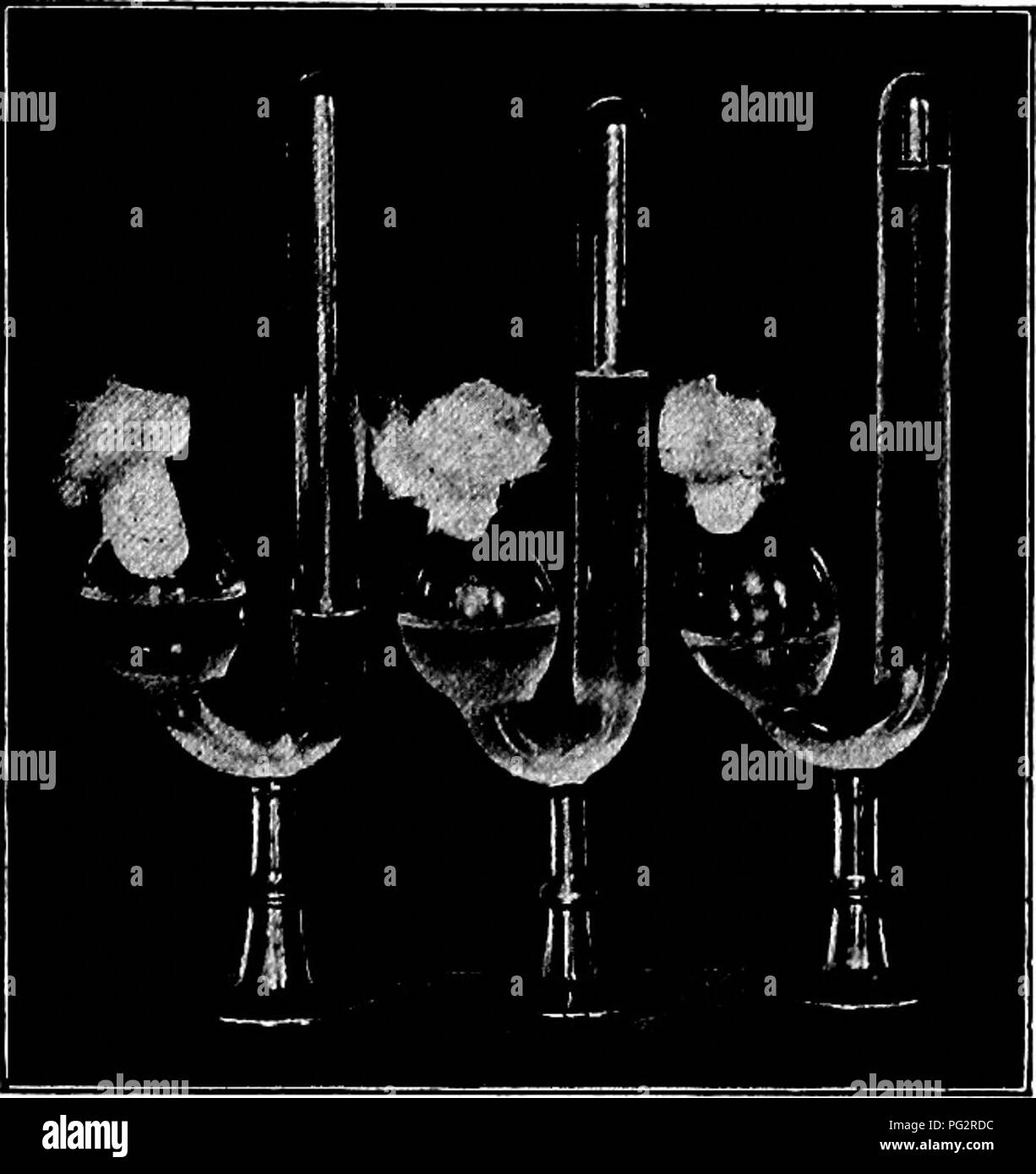In diesem Leitfaden werden die verschiedenen Arten von Bakterien, Hefen und Schimmelpilzen untersucht, die in Haushalten vorkommen. Es geht um ihre Fermentationsleistung, wobei der Schwerpunkt auf der Rolle der Hefe bei der Brotherstellung liegt. Stockfoto
