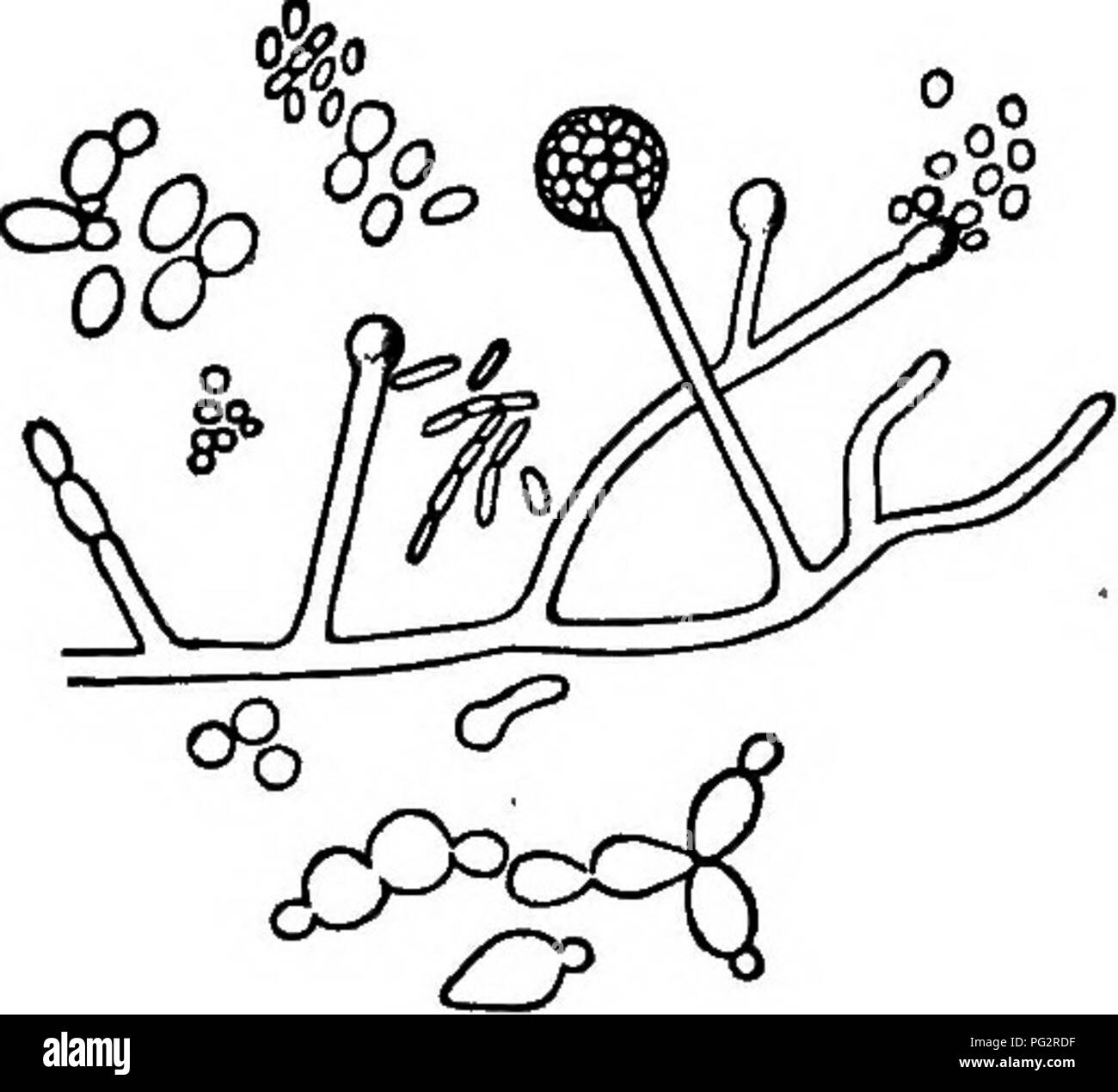 In dieser Arbeit wird der Gärungsprozess bei der Herstellung von hausgemachten Weinen erörtert, wobei der Schwerpunkt auf die Rolle von Bakterien, Hefen und Schimmelpilzen bei der Gärung gelegt wird. Er befasst sich auch mit der Verwendung von Früchten wie Holunder und Brombeeren bei der Weinherstellung und weist auf die gesetzlichen Beschränkungen in den USA für solche Produkte hin. Stockfoto