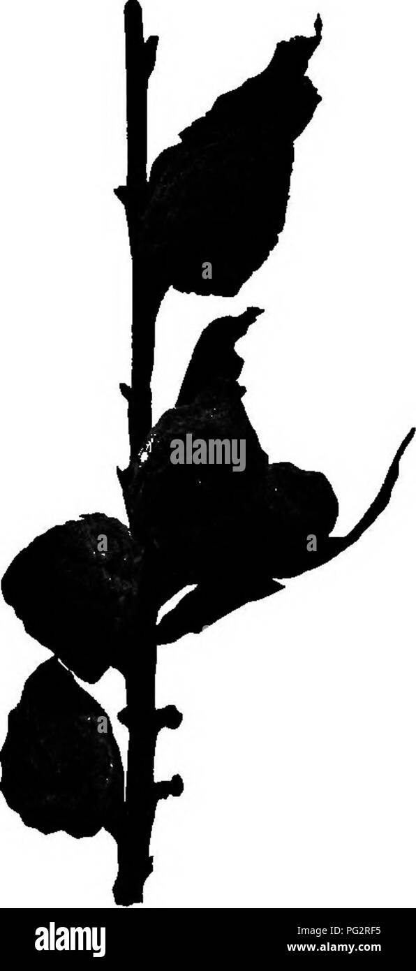 Dieses Buch untersucht die Rolle von Bakterien, Hefen und Schimmelpilzen in Haushalten. Es wird erläutert, wie diese Mikroorganismen zum Zerfall in organischen Materialien wie verrottenden Früchten beitragen und wie sie sich auf die Hygiene und die Lebensmittelsicherheit auswirken. Stockfoto