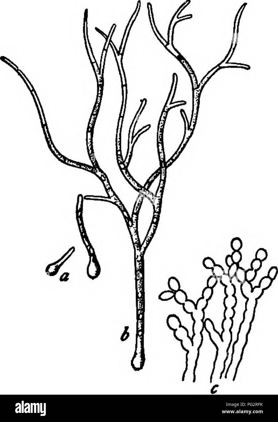 In diesem Beitrag werden das Vorhandensein und das Wachstum von Bakterien, Hefen und Schimmelpilzen in der häuslichen Umgebung diskutiert und Einblicke in ihre biologischen Eigenschaften und ihre Auswirkungen auf Lebensmittel und Oberflächen gewährt. Es wird erläutert, wie diese Mikroorganismen unter verschiedenen Bedingungen gedeihen können, und es wird erläutert, wie sie sauber bleiben, um ihr Wachstum zu minimieren. Stockfoto