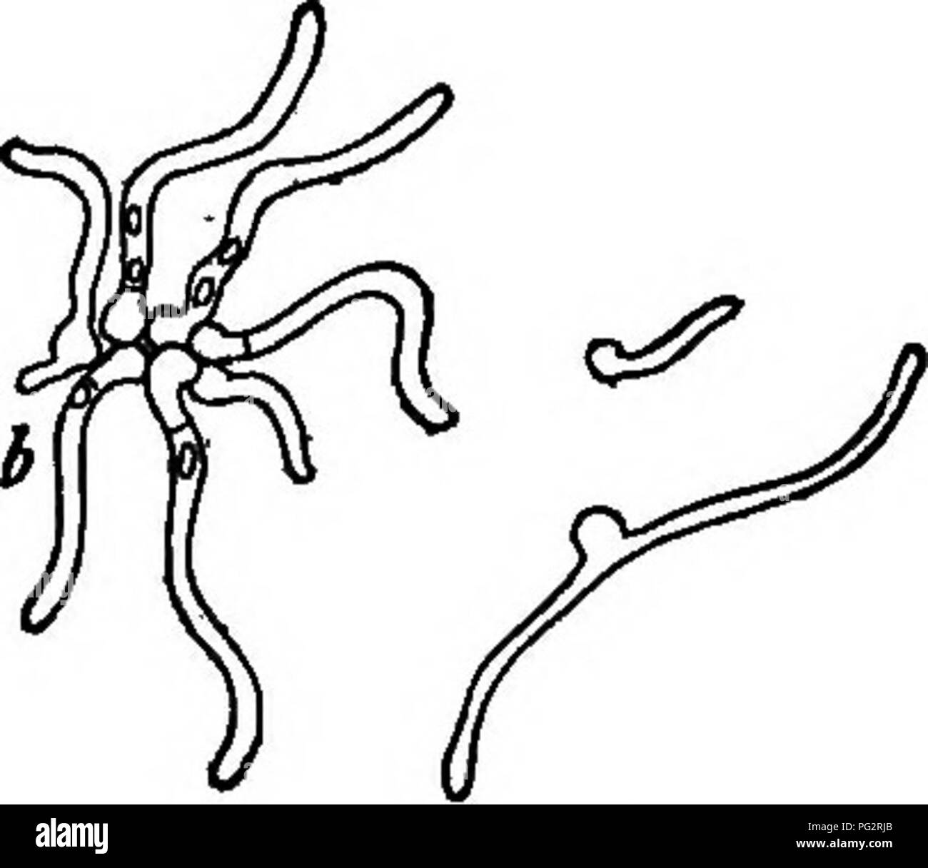 . Bakterien, Hefen und Schimmelpilze in der Wohnung. Bakteriologie; Hefepilze; Formen (Pilze). Die ALLGEMEINE NATUR DER FORMEN 35 Leder, sowie auf eine Vielzahl von anderen Materialien. Finden wir häufig auf andere Nahrungsmittel, insbesondere Obst, zwei oder drei Arten von Braun Schimmel, und einige, auch wenn Fruchtkörper bleiben rein weiss. Einige wiederum werden hübsch. Bitte beachten Sie, dass diese Bilder sind von der gescannten Seite Bilder, die digital für die Lesbarkeit verbessert haben mögen - Färbung und Aussehen dieser Abbildungen können nicht perfekt dem Original ähneln. extrahiert. Conn, H.W. (Herbert William), b. 1859. B Stockfoto