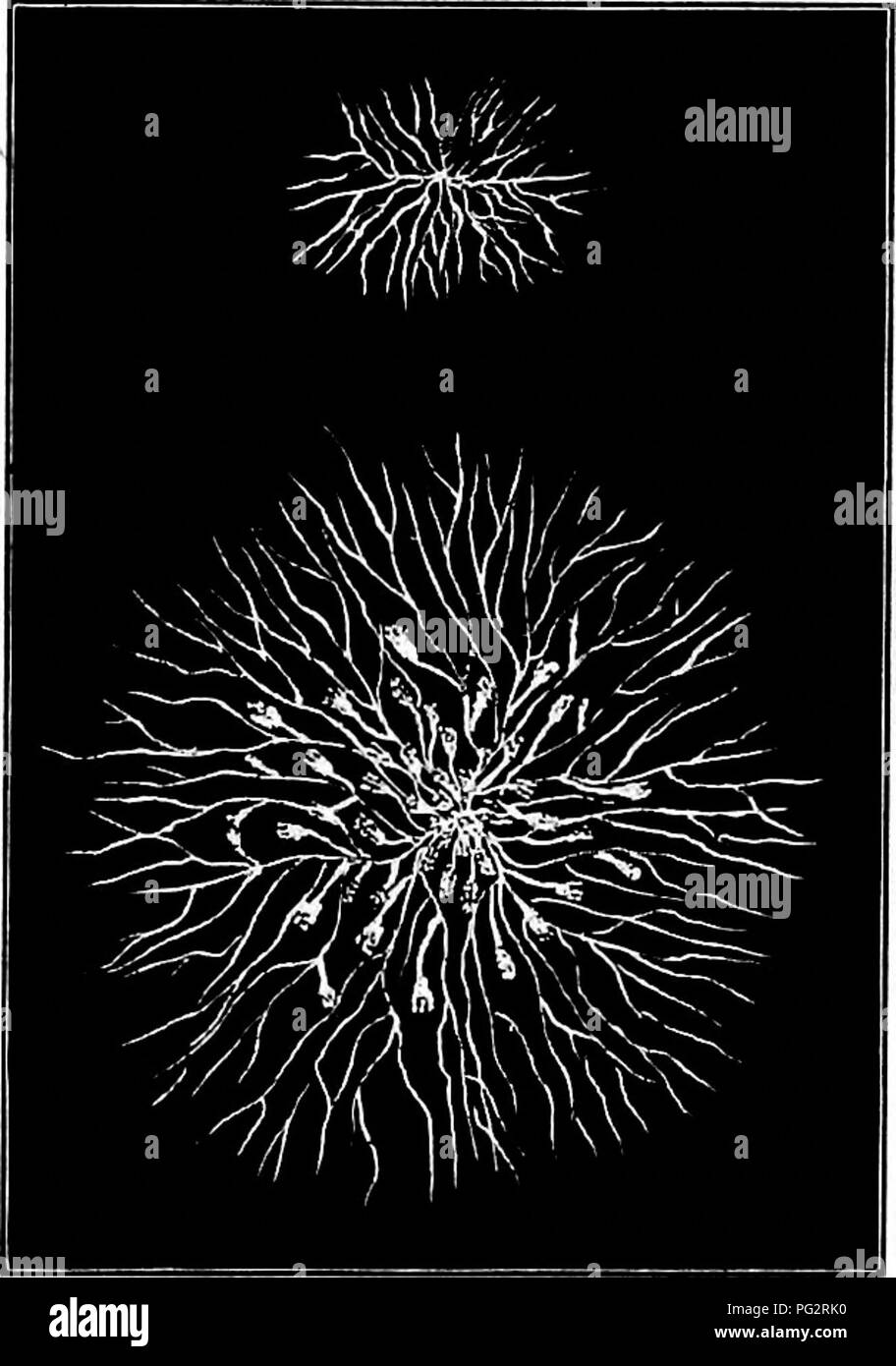 Dieser Leitfaden untersucht die verschiedenen Arten von Bakterien, Hefen und Schimmelpilzen, die in der häuslichen Umgebung gefunden werden, mit einem Schwerpunkt auf deren Wachstumsmuster und die gesundheitlichen Auswirkungen verschiedener Pilzarten. Stockfoto