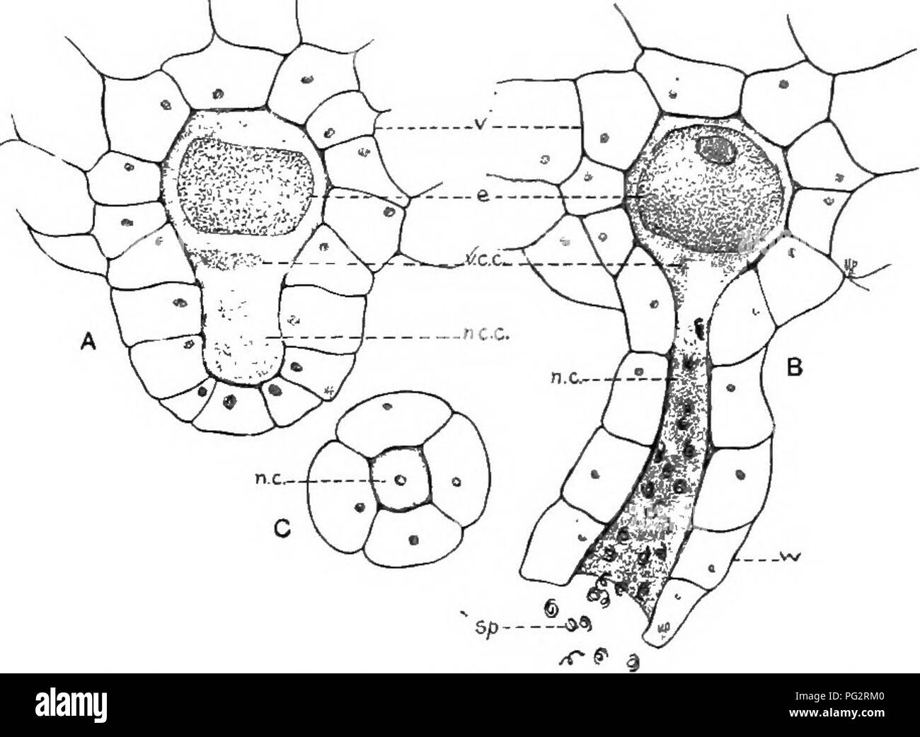 . Vererbung und Evolution der Pflanzen. Vererbung; Pflanzen. Leben HISTOKY EINES FERN unten. Der dorsalen Fläche wäre dann der unter der Oberfläche, und das ventrale Oberfläche der Oberen. Organismen oder Organe in zwei solche Oberflächen klar unterscheidbar sind, sagte dorso-ventrale diferentiation zu haben. Unter vielen - andere Strukturen so differenzierte Laub sind - Blätter, sporophylls, Mann, Fischen und anderen Tieren. Knospen der dorsalen Oberfläche der Blätter ist der obere oder der äußeren Oberfläche; wenn Blätter Blätter sind vollständig erweitert die Rückenseite ist gewöhnlich unter, und das ventrale Oberfläche oben.. Abb. 21.---- Arch Stockfoto