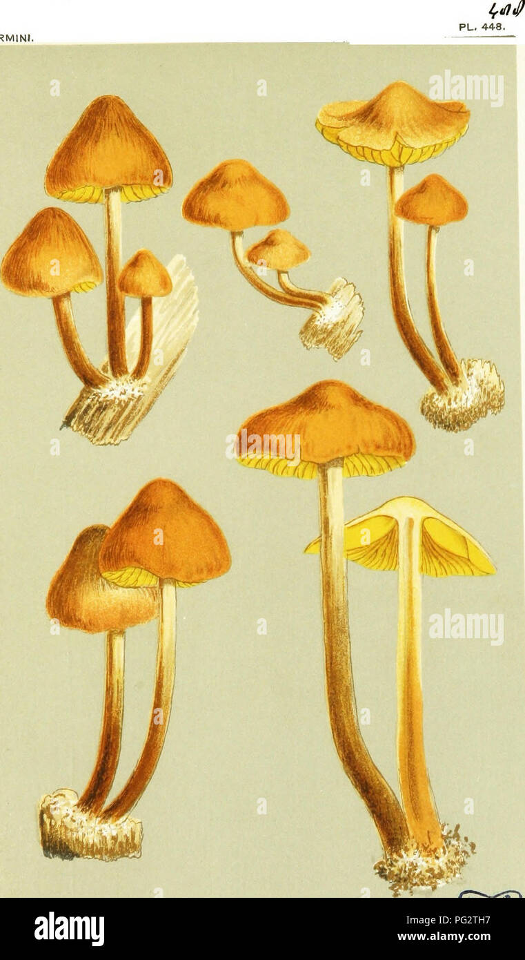 Ein illustrierter atlas, der britische Pilze dokumentiert, wobei der Schwerpunkt auf Hymenomyceten-Arten liegt, die sich durch ihre sporentragenden Fruchtkörper auszeichnen. Diese Ressource ergänzt das „Handbook of British Fungi“ von Mordecai Cubitt Cooke und bietet detaillierte visuelle Darstellungen zur Identifizierung. Quelle: San Diego Air and Space Museum. Stockfoto