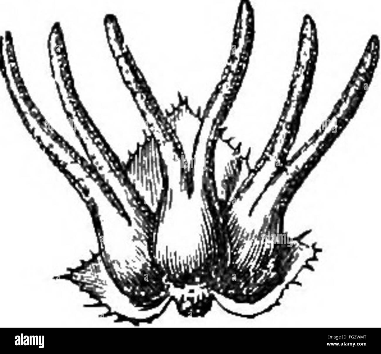 Dieser Eintrag in der Studie der natürlichen Pflanzengeschichte erforscht die Eigenschaften von *Betula alba*, wobei er sich auf seine Blätter, Blüten und Fortpflanzungsmerkmale konzentriert. Die Beschreibungen vermitteln ein wesentliches Wissen über seine Wachstumsmuster und ökologischen Rollen. Stockfoto