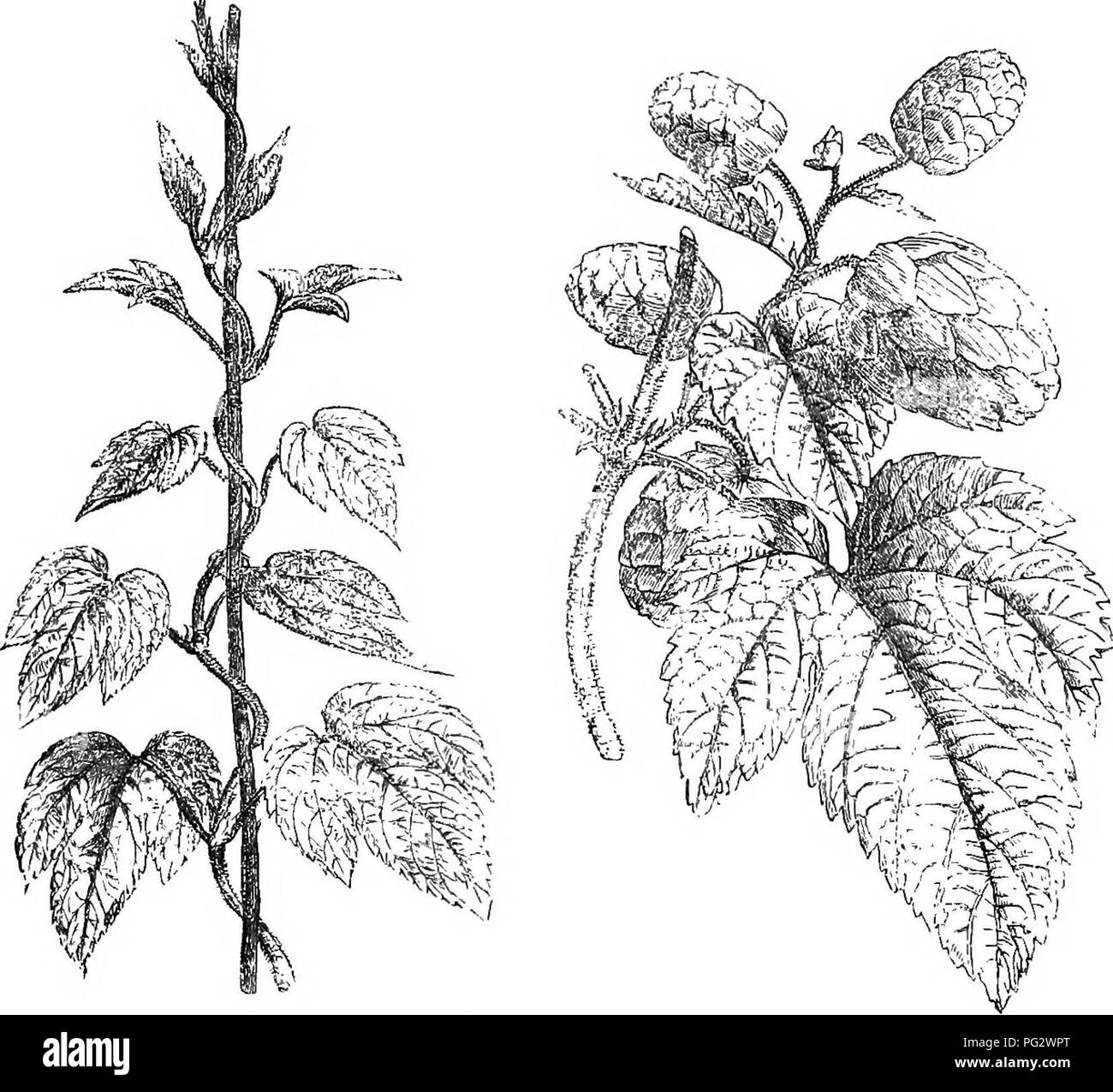 Diese Abbildung zeigt verschiedene botanische Merkmale, wobei der Schwerpunkt auf der Anatomie und der Samenstruktur von Pflanzen wie Hanf (Cannabis sativa) und anderen krautigen Arten liegt. Das Diagramm enthält Details zur Ausrichtung des Mikropyls und des Radikels in Samen, zusammen mit dem Fruchttyp Aschene. Die besprochene Pflanze stammt aus Zentralasien, wobei der Schwerpunkt auf dem Wachstum und der Verteilung von Saatgut liegt. Stockfoto