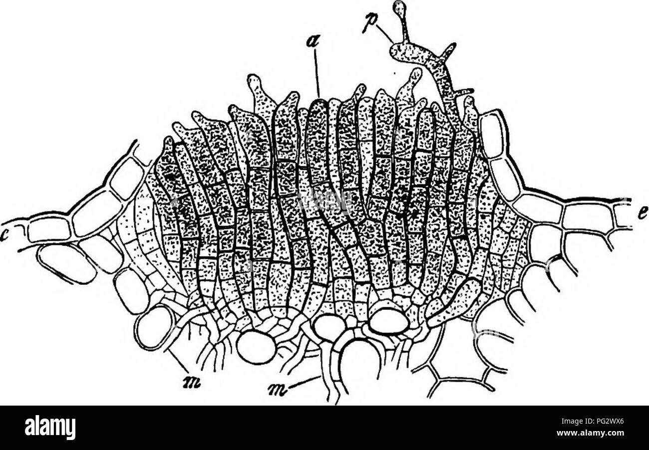 . Vergleichende Morphologie und Biologie der Pilze, mycetozoa und Bakterien. Anlage; Morphologie; Pilze; Myxomyceten; Bakteriologie. a84 ABTEILUNG II.^ COVRSE DER ENTWICKLUNG VON PILZEN. Ohne eine Winter. Die weitere Entwicklung der sporidia abscised Vom promycelium ist durchaus bekannt, zumindest in L. Malvacearum Dianthi, L. und L. Circaeae; der Keim-Rohre von der sporidia auf einmal in den richtigen Host eindringen, entweder durch die Wand eines epidermalen Zellen, wie in L. Malvacearum, oder durch ein stoma, wie in L. Dianthi, und entwickeln ein pilzgeflecht, die wieder produziert nur teleuto - Sporen. Aecid Stockfoto