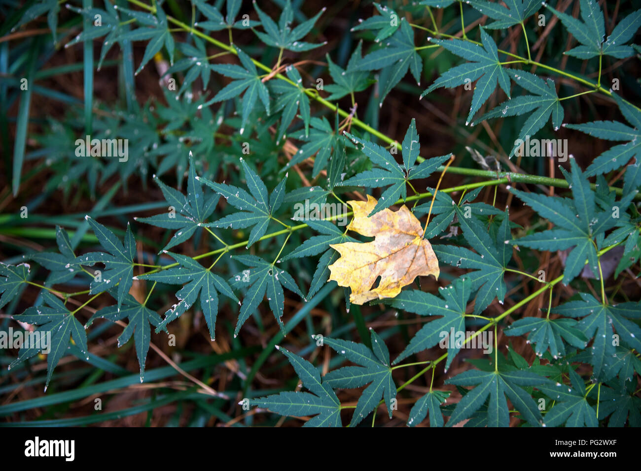 Texas Autumn Stockfotos und -bilder Kaufen - Alamy