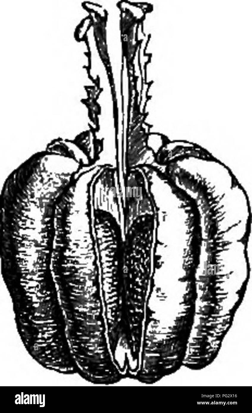 . Die natürliche Geschichte der Pflanzen. Botanik. 96 natürliche GESCHICHTE DER PFLANZEN. Eine kleine minderwertige Teil des inneren Gesicht eines dick und lang gestreckte Bindegewebe besetzen, und durch einen kurzen schrägen Felsspalte öffnen. An der Unterseite der Blüte, der Behälter steigt in einem kurzen Konus, der Peneea myrtifolia. Abb. 64. Saatgut (-1). Bitte beachten Sie, dass diese Bilder sind von der gescannten Seite Bilder, die digital für die Lesbarkeit verbessert haben mögen - Färbung und Aussehen dieser Abbildungen können nicht perfekt dem Original ähneln. extrahiert. Baillon, Henri Ernest, 1827-1895; Hartog, Marcus Manuel, 1851 -. London, Stockfoto