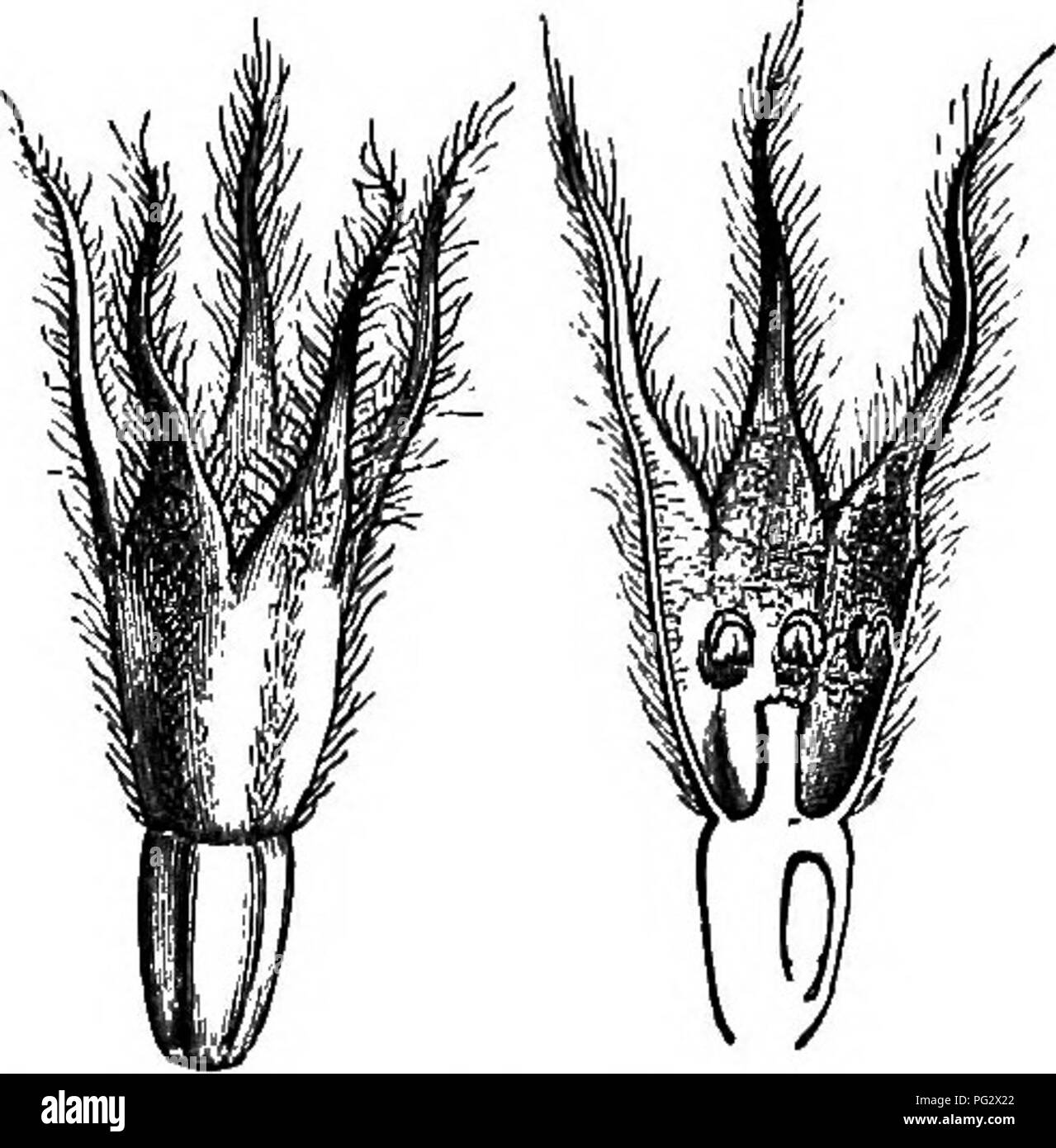 Dieser Botanik-Text deckt eine Vielzahl von Pflanzenarten ab, darunter Nesiota, ein Sträucher aus St. Helena. Es beschreibt seine weißen Blätter, Cymes Blüten und Phylica-ähnliche Früchte, die sich in drei innere Segmente teilen. In der Studie werden Pflanzenmorphologie und Fruchtentwicklung hervorgehoben. Stockfoto