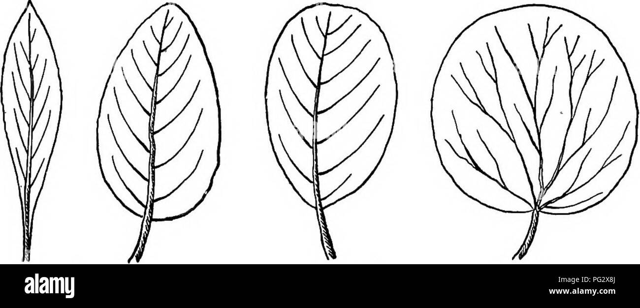 . Unsere einheimischen Bäume und wie sie zu identifizieren; ein beliebter Studie über ihre Gewohnheiten und ihre Besonderheiten. Bäume. Fic.Lo. Abb. II.Peg. 12. Abb. 13. Abb. 14. Abb. 1;. Abb. 16. Abb. 17. Abb. 18. Abb. 19. Die wichtigsten Formen in die Blätter der Bäume gefunden, sind die folgenden: Nadelförmige, wie die Blätter der Kiefer. (Abb. lo.) Linear, eine schmale längliche Form. (Abb. II) länglich, mit zwei oder drei Mal länger als breit mit Seiten fast parallel. (Abb. 12.) Elliptische, länglich mit fließenden Grenzen, die beiden Enden als auch in der Breite. (Abb. 13.) ovale, breit elliptisch. (Abb. 14.) Lanzettlichen, breiteren an der Basis. Stockfoto