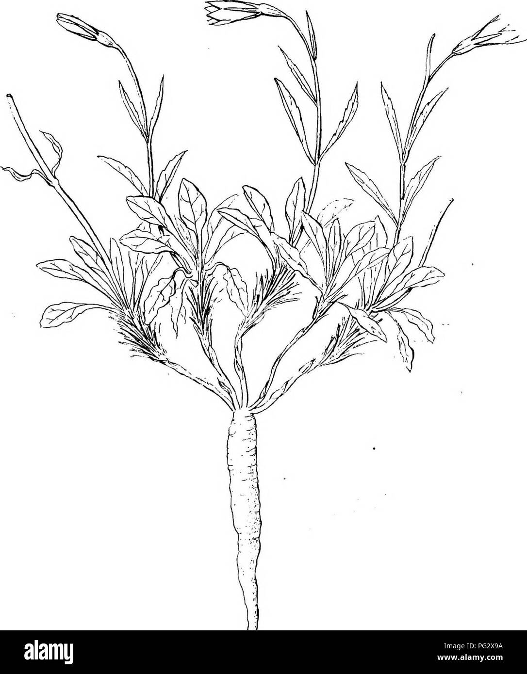 . Bericht der Kanadischen Arktis Expedition 1913-18. Wissenschaftliche Expeditionen. Arktische Pflanzen: Morphologie und Synonymie VALERIANACEAE. 59B Baldrian capitata Pall. Diese hat eine lange, ca. 7 cm, Rhizom kriecht mit vielen schlanken, un-Verzweigten, sekundäre Wurzeln, während es keinen der Primary Root trace, zumindest nicht in vollem Umfang fällig. Es gibt keine Blattrosette, nur ein Paar der basalen, und die Antenne Stammzellen selten trägt mehr als zwei Paare. CAMPANULACEAE. Campanula uniflora L. (Abb. R). Einige bemerkenswert hohen Exemplare von 22 cm wurden an der Südküste der Krönung gesammelt Stockfoto