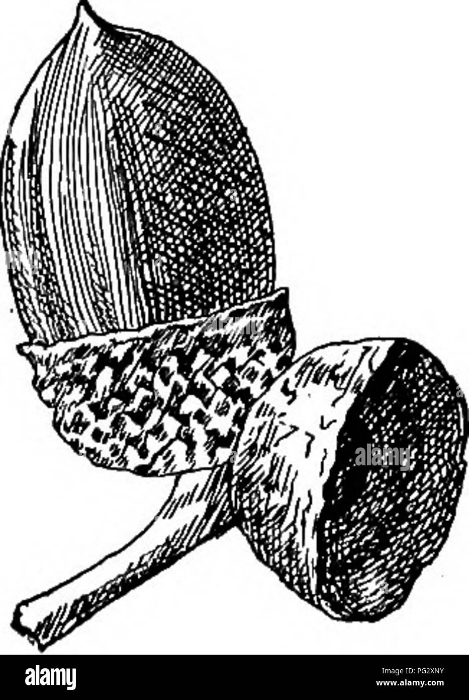 Dieser Text enthält eine ausführliche Beschreibung einheimischer Eichenbaumarten, wobei der Schwerpunkt auf ihren Blatteigenschaften liegt, die im jungen Alter gelb-grün oder bronzefarben sind und im Herbst gelb-braun werden. Die unverwechselbaren pubertierenden Blätter und kräftigen Blattstiele der Eiche werden hervorgehoben, ebenso wie ihre Blütezeit im Mai. Stockfoto