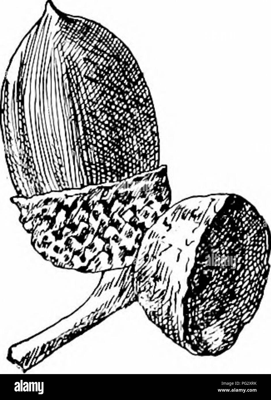 . Unsere einheimischen Bäume und wie sie zu identifizieren; ein beliebter Studie über ihre Gewohnheiten und ihre Besonderheiten. Bäume. Eiche Familie abgerundet oder akut. Sie kommen aus der Knospe gewickelten, gelb grün oder Bronze, oben, sehr Behaarte unten scheint. Wenn voll gewachsen sind dick, fest und dunkel gelb grün, sehr leuchtendes, helles Grün und Pubertierenden unten; wenig Stout, Gelb, primäre Adern auffällig. Im Herbst verwandeln Sie ein stumpfes Gelb bald Chang - in einen gelb braun ing. Blattstiele stout oder schlank, kurz. Nebenblätter linear bis lanzettlichen, caducous. Blumen. âMay, wenn Blätter sind ein Drittel gewachsen. Staminate Flo Stockfoto