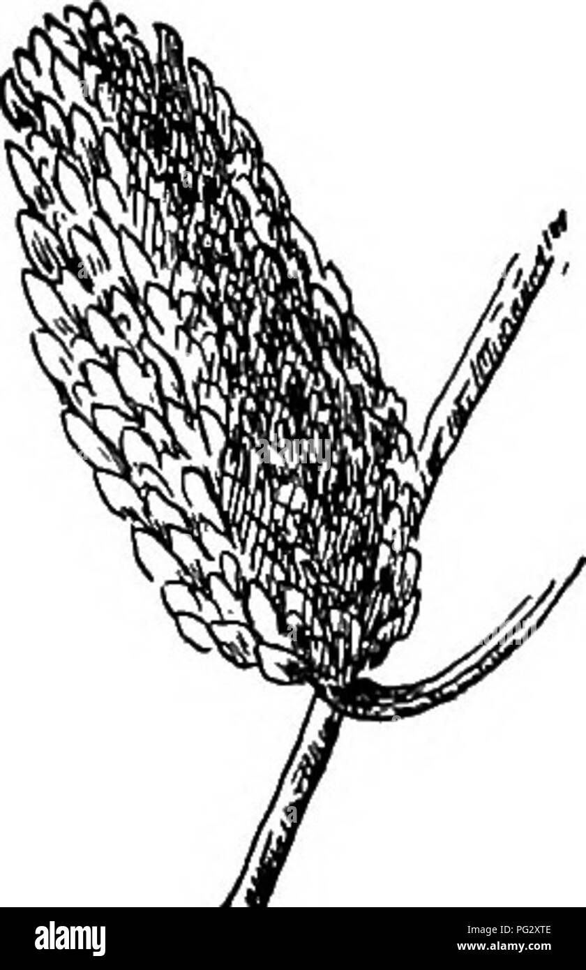 . Unsere einheimischen Bäume und wie sie zu identifizieren; ein beliebter Studie über ihre Gewohnheiten und ihre Besonderheiten. Bäume. Birke Familie gewachsen sind stumpf Dunkelgrün oben, blass gelb grün unten; Mittelrippe gelb, primäre Venen undeutlich oben, aber auffällig und Behaart unten. Im Herbst verwandeln Sie eine klare, hell gelb - niedrig. Blattstiele Stout, behaart, tief eingekerbte oben. Nebenblätter eiförmig, hellgrünen oder fast weiß, caducous. Blumen. - April, bevor die Blätter. Stami-nate palmkätzchen Form im Spätsommer, im Winter sind drei Viertel der einen Zoll lang. Wenn die Blüten sich öffnen Die palmkätzchen werden drei bis vier Zoll lang, und Stockfoto