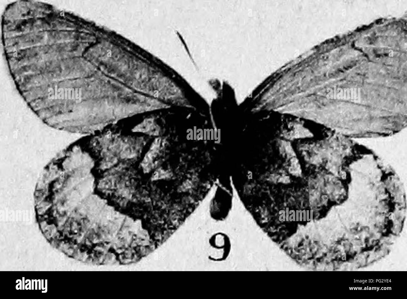 . Bericht der Kanadischen Arktis Expedition 1913-18. Wissenschaftliche Expeditionen. : S 3"< te. Bitte beachten Sie, dass diese Bilder sind von der gescannten Seite Bilder, die digital für die Lesbarkeit verbessert haben mögen - Färbung und Aussehen dieser Abbildungen können nicht perfekt dem Original ähneln. extrahiert. Kanadische Arktis Expedition (1913-1918). Ottawa, F.A. Acland, Drucker zum König Stockfoto
