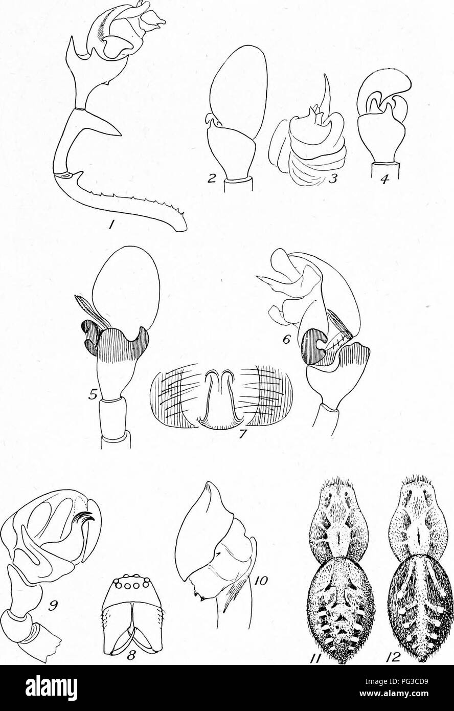 . Bericht der Kanadischen Arktis Expedition 1913-18. Wissenschaftliche Expeditionen. Spinnen 7 h Spinnen gesammelt von der Kanadischen Arktis Expedition, 1913-18. Platte I.. Vol. III - 46957 - 25. Bitte beachten Sie, dass diese Bilder sind von der gescannten Seite Bilder, die digital für die Lesbarkeit verbessert haben mögen - Färbung und Aussehen dieser Abbildungen können nicht perfekt dem Original ähneln. extrahiert. Kanadische Arktis Expedition (1913-1918). Ottawa, F.A. Acland, Drucker zum König Stockfoto