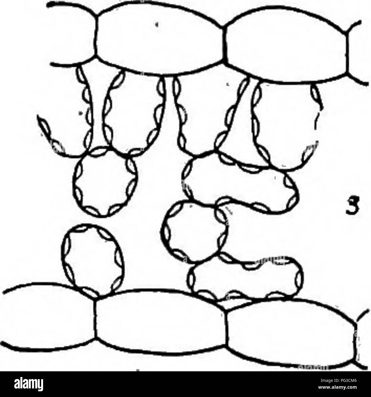 . Forschungsmethoden in der Ökologie. Ökologie der Pflanzen. Abb. 38. Der Allionia Ecads linearis, die Position der Chloroplasten. Die Palisade zeigt, Apostroph, der Schwamm epistrophe: 1, Sun Blatt (chresard, 2-5 ^, Licht, 1), (2), ist das Shade Leaf (chresard, ll % Licht,.012); 3, Schatten Blatt (chresard, 11^; Licht,.003). X 250.. Bitte beachten Sie, dass diese Bilder sind von der gescannten Seite Bilder, die digital für die Lesbarkeit verbessert haben mögen - Färbung und Aussehen dieser Abbildungen können nicht perfekt dem Original ähneln. extrahiert. Clements, Frederic E. (Frederic Edward), 1874-1945. Lincoln, Neb. , Univ Stockfoto