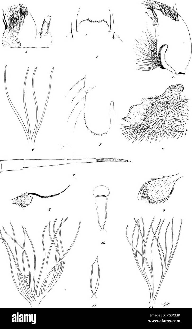 . Bericht der Kanadischen Arktis Expedition 1913-18. Wissenschaftliche Expeditionen. Diptcrd 87c Platte VII. .- ^s Diptera gesammelt von der Kanadischen Arktis Expedition, 1913-16. (PJxcluding der Tipulida; und Culicidse).. Bitte beachten Sie, dass diese Bilder sind von der gescannten Seite Bilder, die digital für die Lesbarkeit verbessert haben mögen - Färbung und Aussehen dieser Abbildungen können nicht perfekt dem Original ähneln. extrahiert. Kanadische Arktis Expedition (1913-1918). Ottawa, F.A. Acland, Drucker zum König Stockfoto