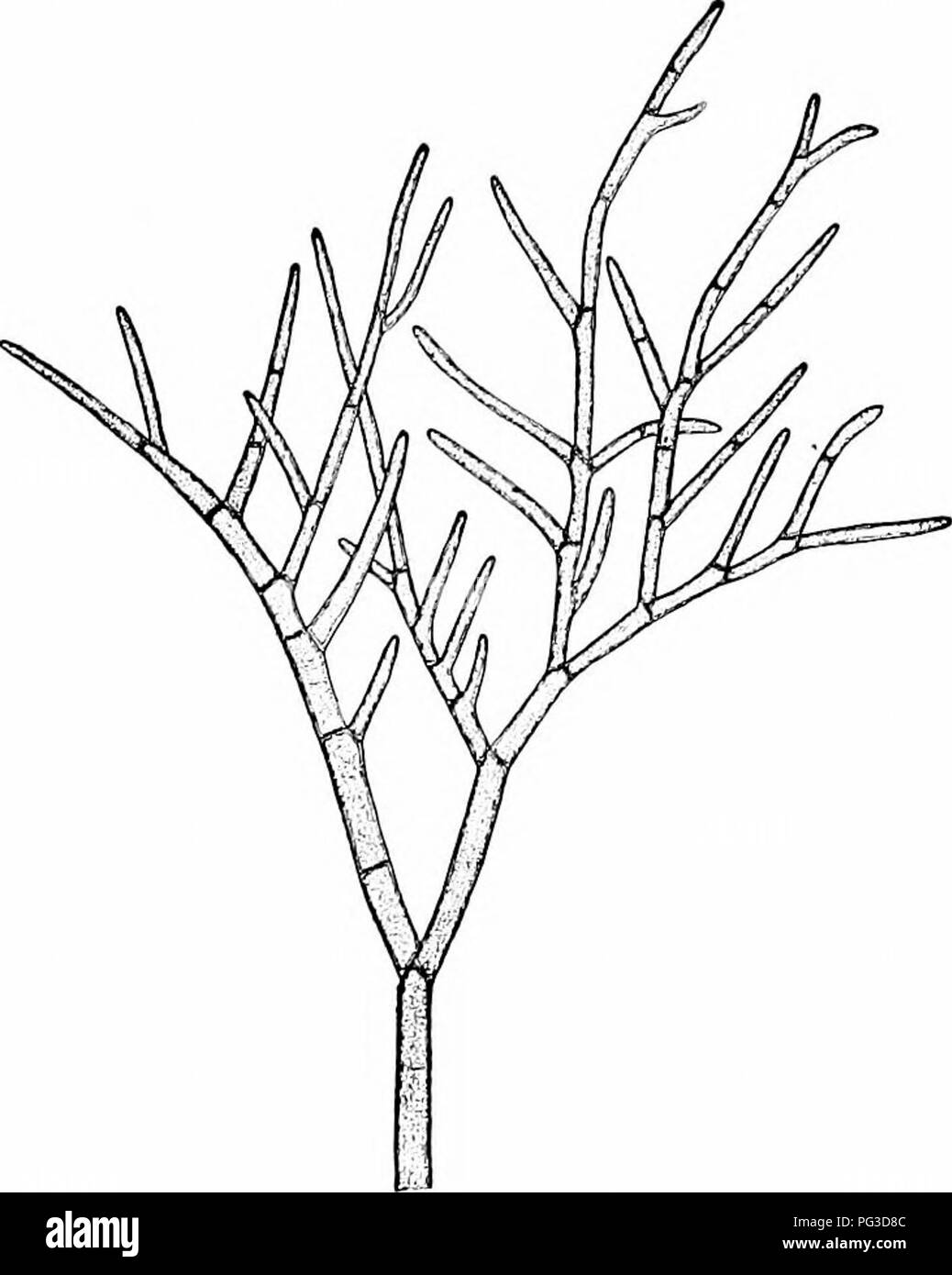 . Anlage Studien; eine elementare Botanik. Botanik. Die GKKAT GRUPPEN VON ALG^ 241 um sich. Diese feste Wand zeigt an, dass die oospore nicht sofort zu keimen, sondern wird in einem ruhenden Zustand zu jiass. Sporen, die schwere Wände bilden und ich 7 Ito den stillstehenden Con-A usgabe oft als "Rest-ing Sporen", gesprochen, und es ist sehr häufig für die zygoten und oospores zum ruhenden Sporen werden. Diese ruhende Sporen ermöglichen die Anlage durch Währungsrelationen - in der Lage, Bedingungen, wie bei Fehlern der Nahrungsmittelversorgung, Kälte, Trockenheit usw., wenn günstige Bedingungen zurückzukehren, die geschützte Rest-ing Spore zu ertragen Stockfoto