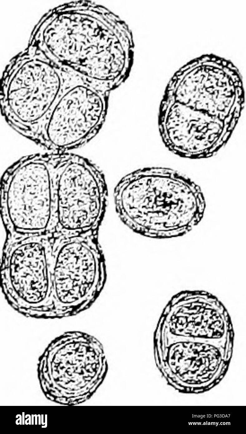 . Anlage Studien; eine elementare Botanik. Botanik. Die GEEAT GEOUPS von AUijK 233. Gemeinsam imix "ded in die gallertartige Matrix durch die Wand Material (Abb. gebildet. 201). Diese eingebetteten Gruppen von Individuen sind als Kolonien gesprochen, und als Kolonien werden große in neuen Kolonien brechen, die einzelnen Zellen sie komponieren weiterhin zu teilen und neue Personen bilden. Dies ist ein sehr einfaches Leben sein - Tory, in der Tat eine simjjler könnte man Hard- ly vorgestellt werden. 160. Nostoc, âThese Formen treten in Gallertartige Massen an feuchten Orten. Wenn das Gelee untersucht werden, so wird man finden, eingebettet enthalten Stockfoto