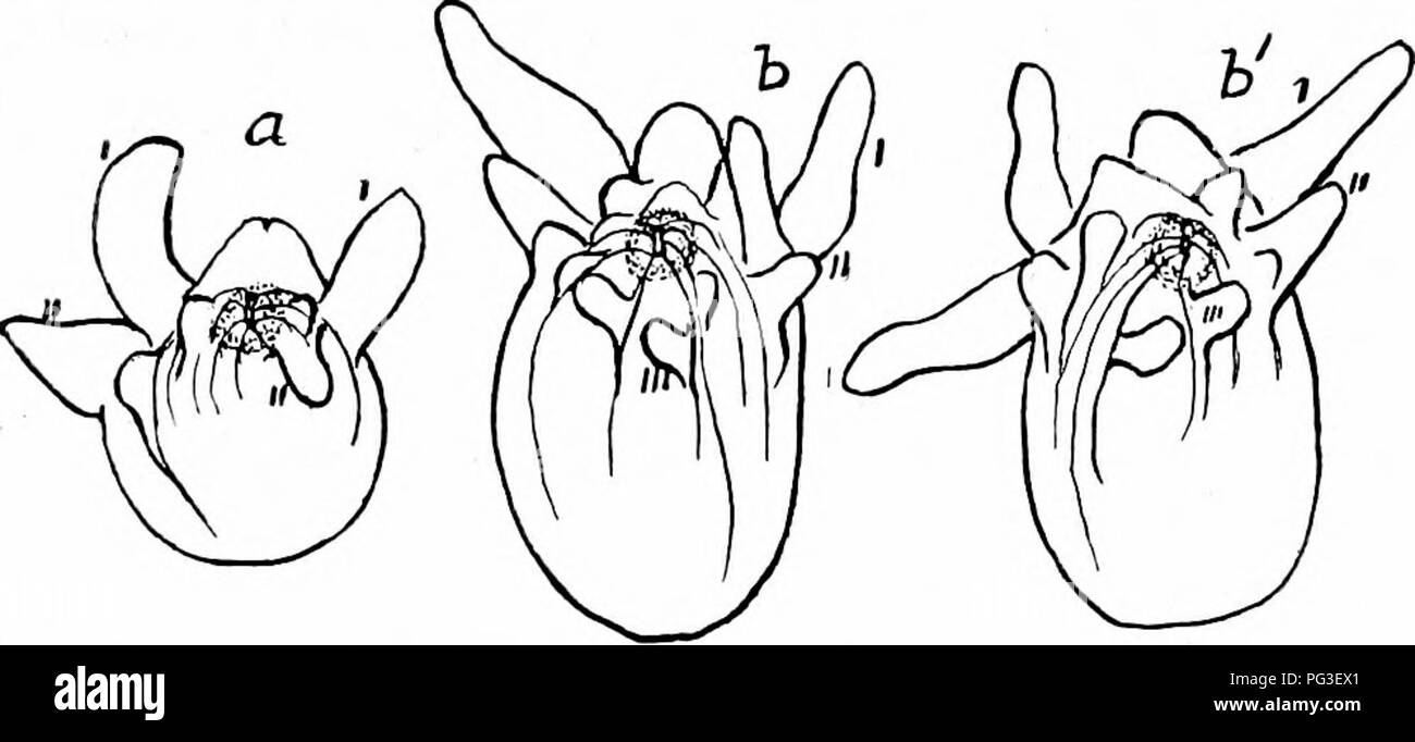 . Bericht der Kanadischen Arktis Expedition 1913-18. Wissenschaftliche Expeditionen. Aciinaria G 137 die Exemplare sind in formaline konserviert, jedoch sind stark gefärbt mit dunkel grünlich braun, so dass die interne Struktur nicht gut zu sehen. Die Sto'lodseum sichtbar ist als kurze Sac unter dem Mund. Es gibt zwei grosse getrennte Mund-Lappen, ungleich in der Größe.. Abb. 21. Arachnactis hrachiolata A. Agassiz. Die Larve oder Junge eines Bispira, wahrscheinlich von C. borealis Ver. Eine sehr junge Bühne mit nur zwei Paare von den Tentakeln der äußeren Reihe (i, ii), und mit der partnersprache drei Tentakeln der Inn Stockfoto