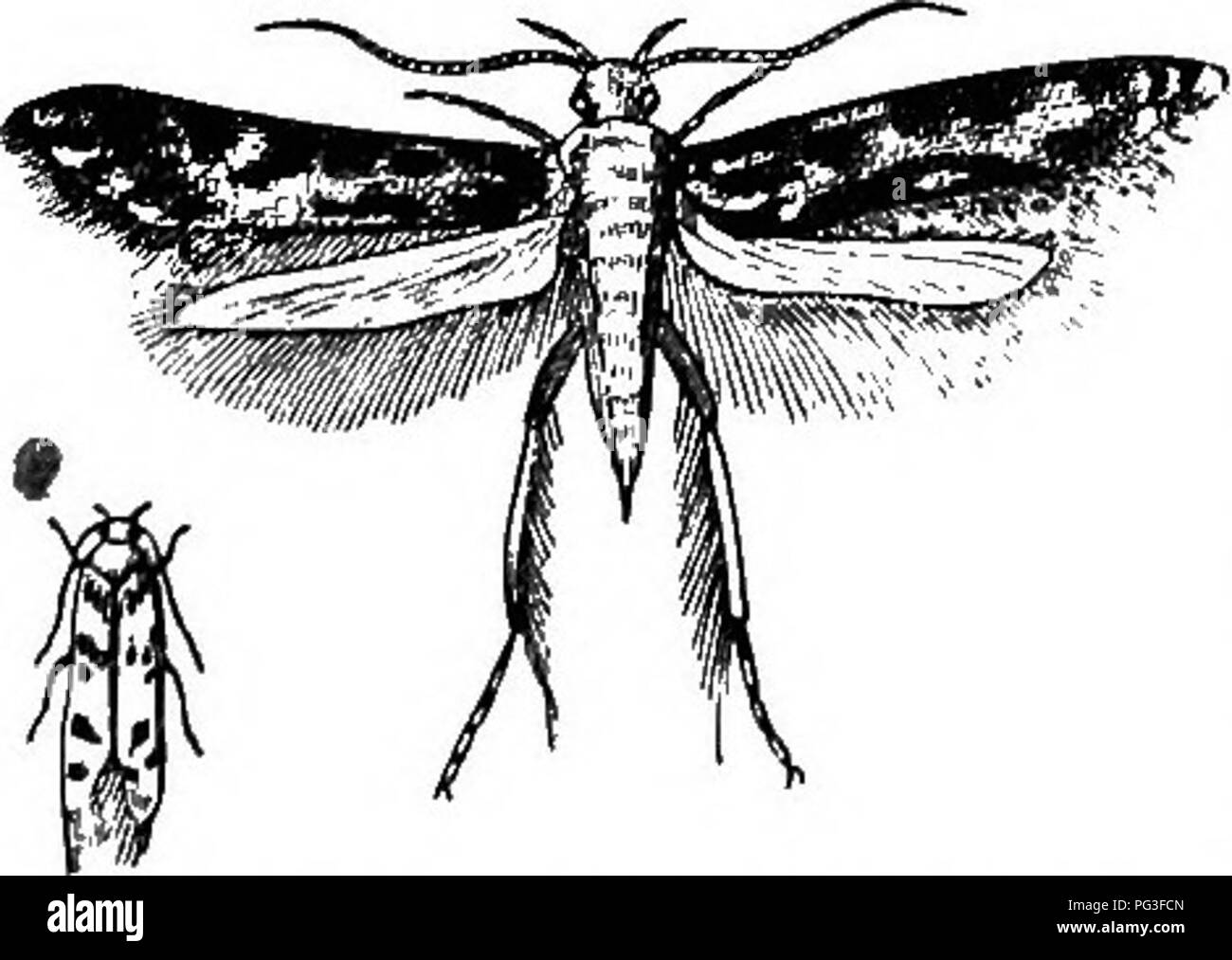 . Das Buch der Garten. Im Garten arbeiten. Korn Käfer. Abb. 10.. WHITH - BHOULDKRED WOLLE - MOTH. Sie fragen nach der Transfor- mation, sind häufig durch die caterpil belegt - lar der Weißen-sollte-ihre Wolle - Moth, Tinea aarcitella, Abb. 10, dem bekannten inländischen Pest, die ihre Eier auf alle Weise der kammgarn Futtermitteln festgelegt, zum großen Ärger von jeder sparsame Hausfrau. Sie sind oft in den Samen der Pease und Bohnen gefunden, und in der Gesellschaft, und die bruchus granwrius larvse für eine Spezies von saw-fly, traurig, Zerstörung der Lager. Die bruchus granarius ist somit in der "C beschrieben. Stockfoto