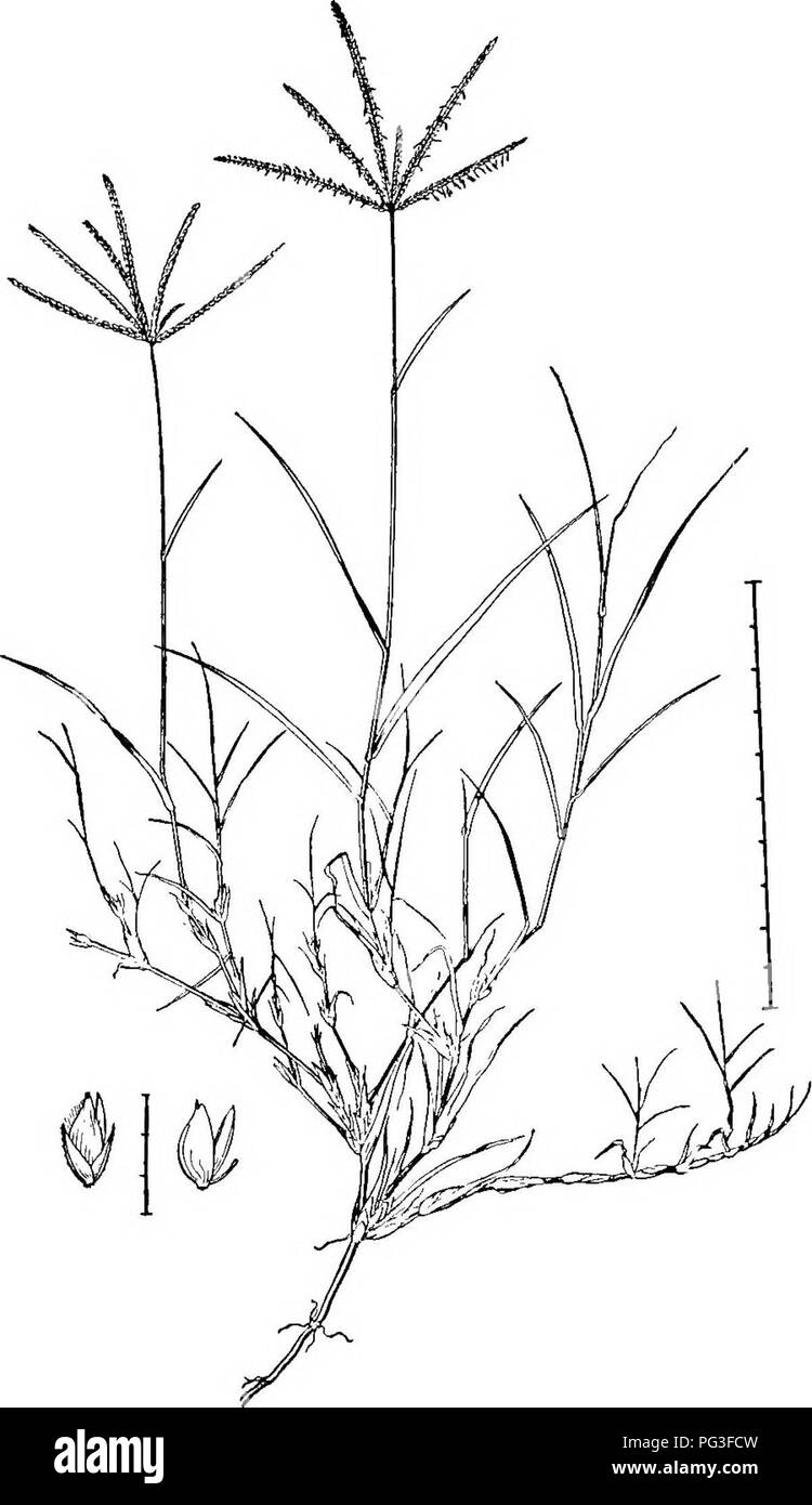 Dieses Bild von *Farm Grasses of the United States* konzentriert sich auf Bermuda, eine vielseitige und Dürreresistente Sorte, die häufig auf Wiesen und Weiden verwendet wird. Die Abhandlung beinhaltet Ratschläge zur Aussaat, zur Weidewirtschaft und zu optimalen Bedingungen für den Grasanbau. Stockfoto