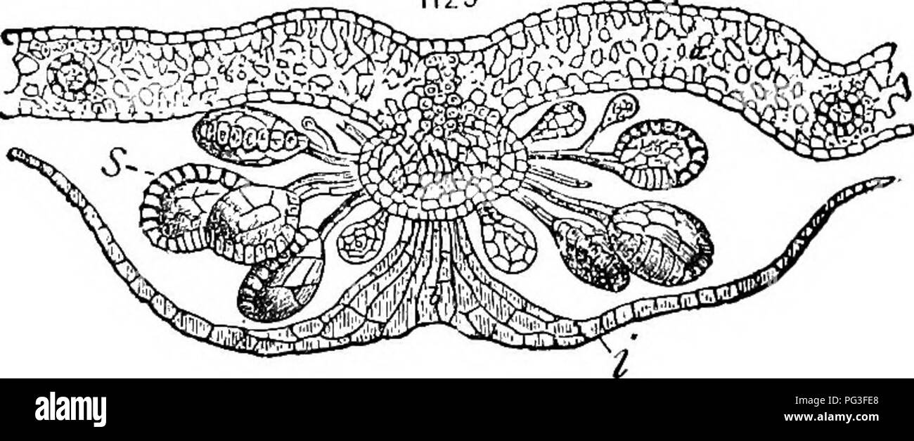 . Ein Lehrbuch der Botanik für Hochschulen und Universitäten ... Botanik. Vervielfältigung und Verbreitung 815 (d. h. Marsilea, Salvinia, und Azolla) und in SelagineUa und Isoetes Es gibt zwei Arten von Sporen, nämlich kleine Sporen oder mikrosporen und großen Sporen oder Megaspores; eine solche Bedingung als keierospory (Bild bekannt. 303). Nach der Keimung die mikrosporen geben Anlass zu den männlichen Pflanzen und die 1129. ^ (128 Feigen. 1128, 1129. - Fortpflanzung von asexuellen Pilzsporen in einem Farn (Aspidium): 1128, ein Blatt Segment (pinnule) mit Obst Dots (Sori), jeweils mit einem Schild-förmige Abdeckung (indusium); 1129, ein Querschnitt durch eine s Stockfoto