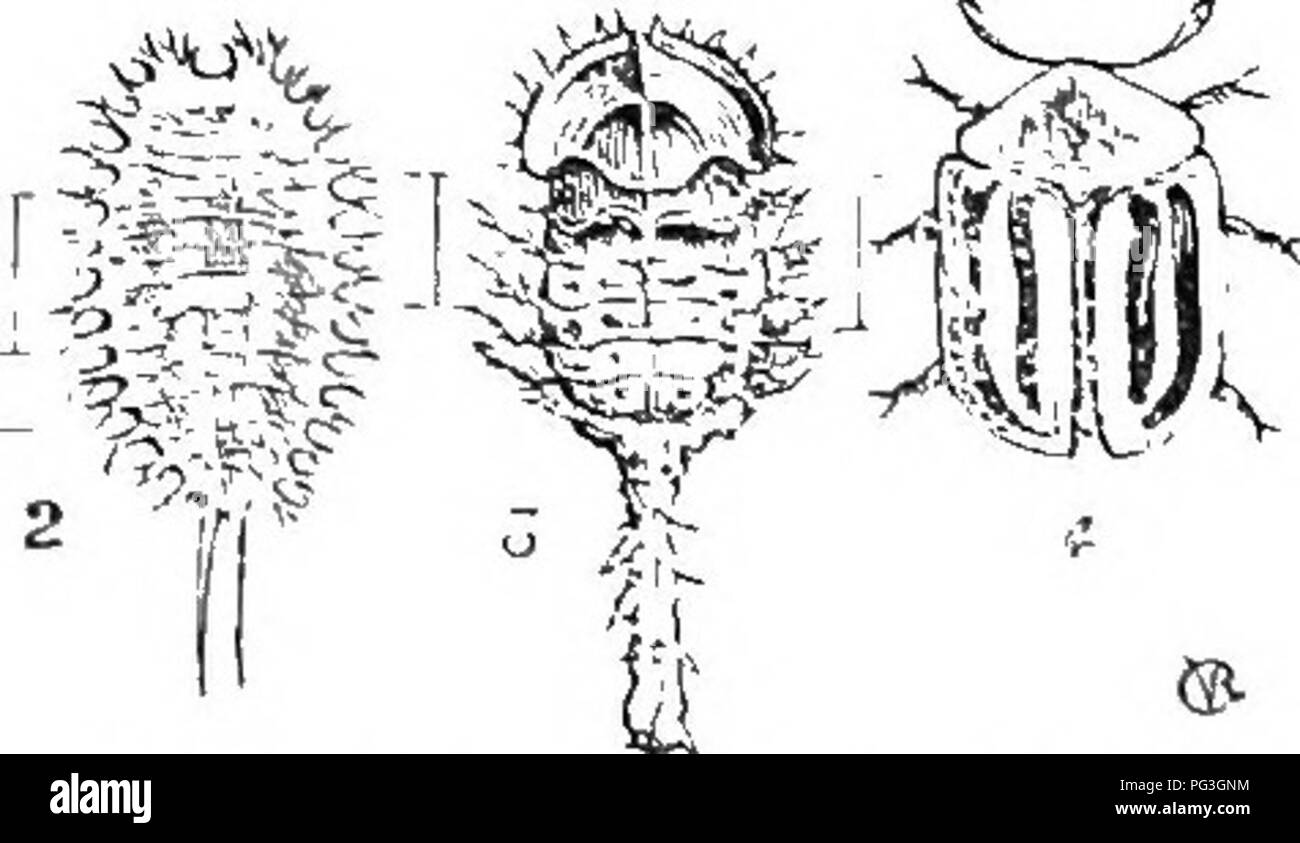 . Eine illustrierte Beschreibender Katalog Der coleoptera oder Käfer (exklusive der Rhynchophora) bekannt in Indiana zu kommen: Mit Bibliographie und Beschreibungen von neuen Arten. Käfer. kurz, der Körper mehr konvex als in die nächste Gattung. Fünf Arten entstehen wahrscheinlich in den Staat. Schlüssel zu INDIANA ARTEN VON CASSIDA. a. Flügeldecken mit schwarzen Flecken oder Streifen. 6. Flügeldecken mit je drei kleine und dunkle schwarze Flecken in der Nähe der Mitte, zwei dieser manchmal nicht vorhanden. c. Matt rot; größere, 6-7,5 mm. 2277. Nigripes. cc. Matt gelb; kleinere, nicht mehr als 5,5 mm. 227 S. atbipes. !//;. Elytra stumpf Gelb, jeweils mit Stockfoto