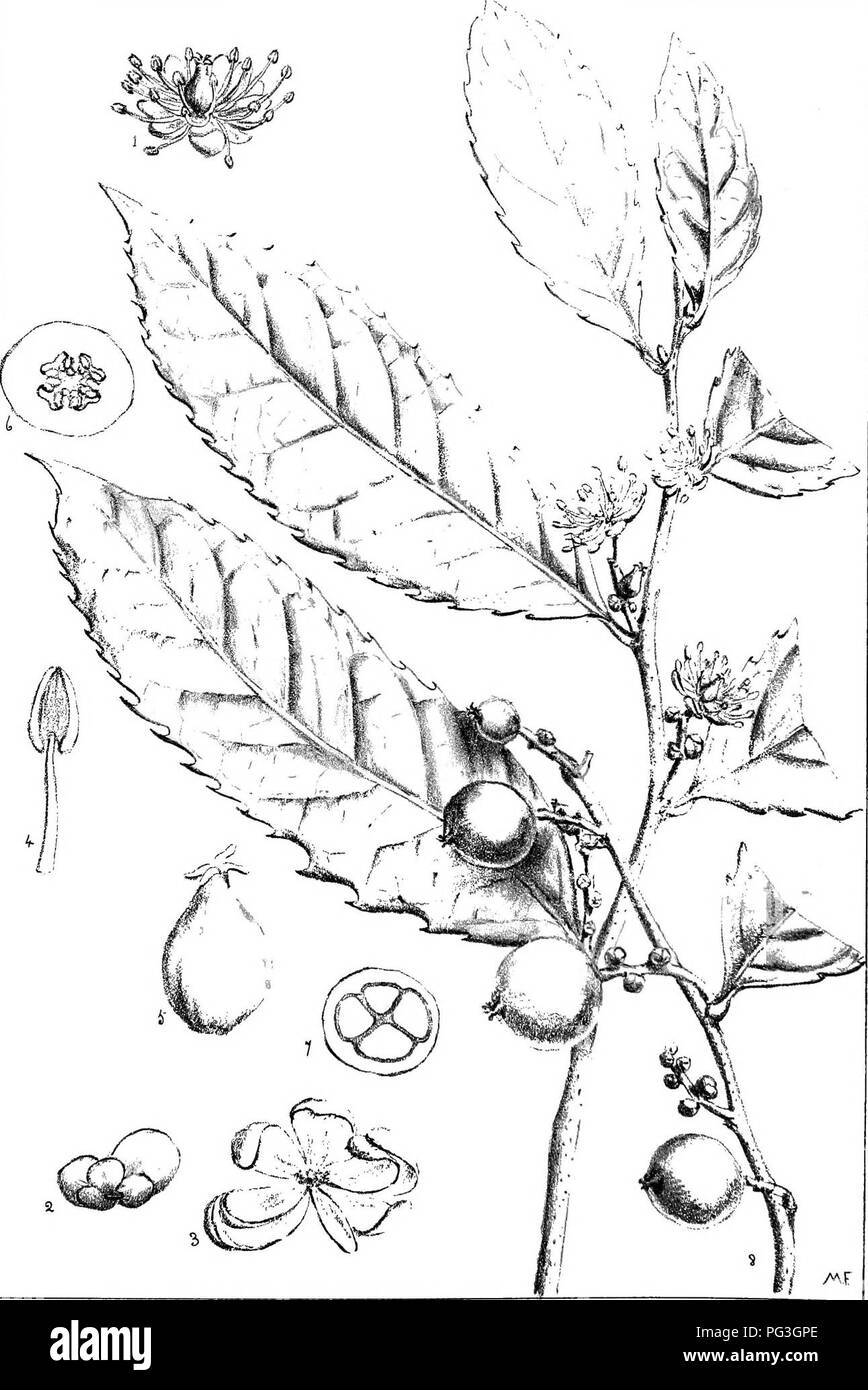 Diese Arbeit enthält detaillierte Beschreibungen und Abbildungen einheimischer Pflanzen aus Natal, Südafrika. Sie enthält Hinweise zu ihrer Verteilung, wirtschaftlichen Verwendung und einheimischen Namen, was sie zu einer wichtigen Ressource für die botanische Forschung in der Region macht. Stockfoto