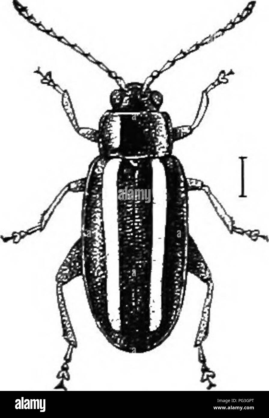 . Eine illustrierte Beschreibender Katalog Der coleoptera oder Käfer (exklusive der Rhynchophora) bekannt in Indiana zu kommen: Mit Bibliographie und Beschreibungen von neuen Arten. Käfer. Die lejVP Käfer. 1219 LXTX. Mantuka Stephens. 1831. (Eine mythologische Namen.) Zu dieser Gattung gehört eine einzige kleine, längliche, ovale, bräunlich, Arten, in die Antennen schlank, halb so lang wie Körper, den äußeren fünf Verbindungen abrupt breiteren; Thorax mit einer tiefen Längs basal Eindruck jeder Seite gegenüber der Mitte jeder elytron und ex-tendenziell fast die Hälfte Weg zu Apex; erste ventralen Segment fast so lang Stockfoto