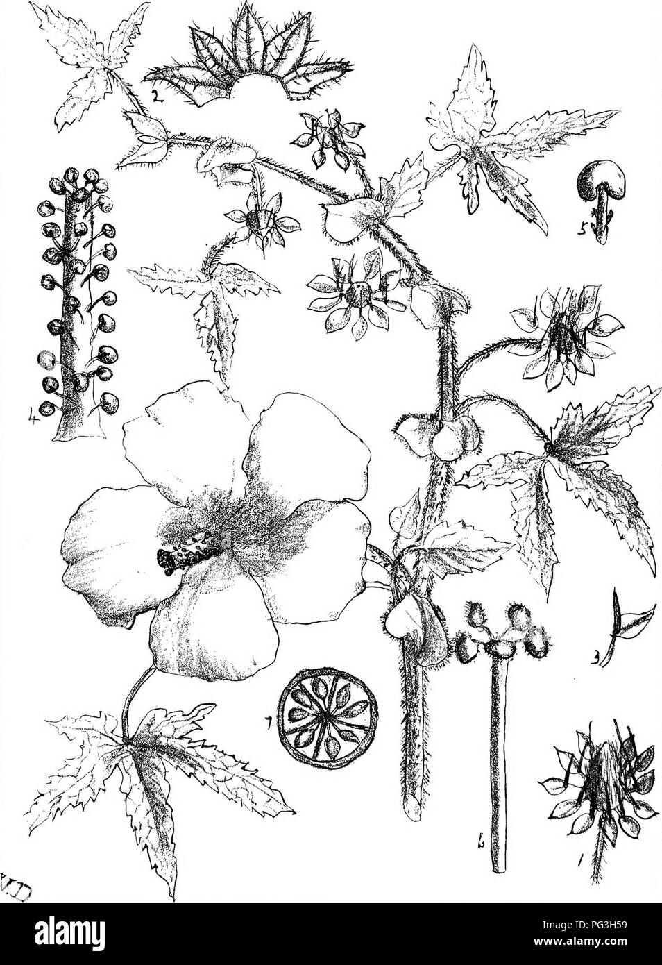 Diese Arbeit beschreibt und veranschaulicht die einheimischen Pflanzen von Natal, Südafrika. Sie enthält Hinweise zur Verteilung der Pflanzen, ihrer wirtschaftlichen Bedeutung und ihren lokalen Namen, was sie zu einer wertvollen Ressource für die botanische Forschung in der Region macht. Stockfoto