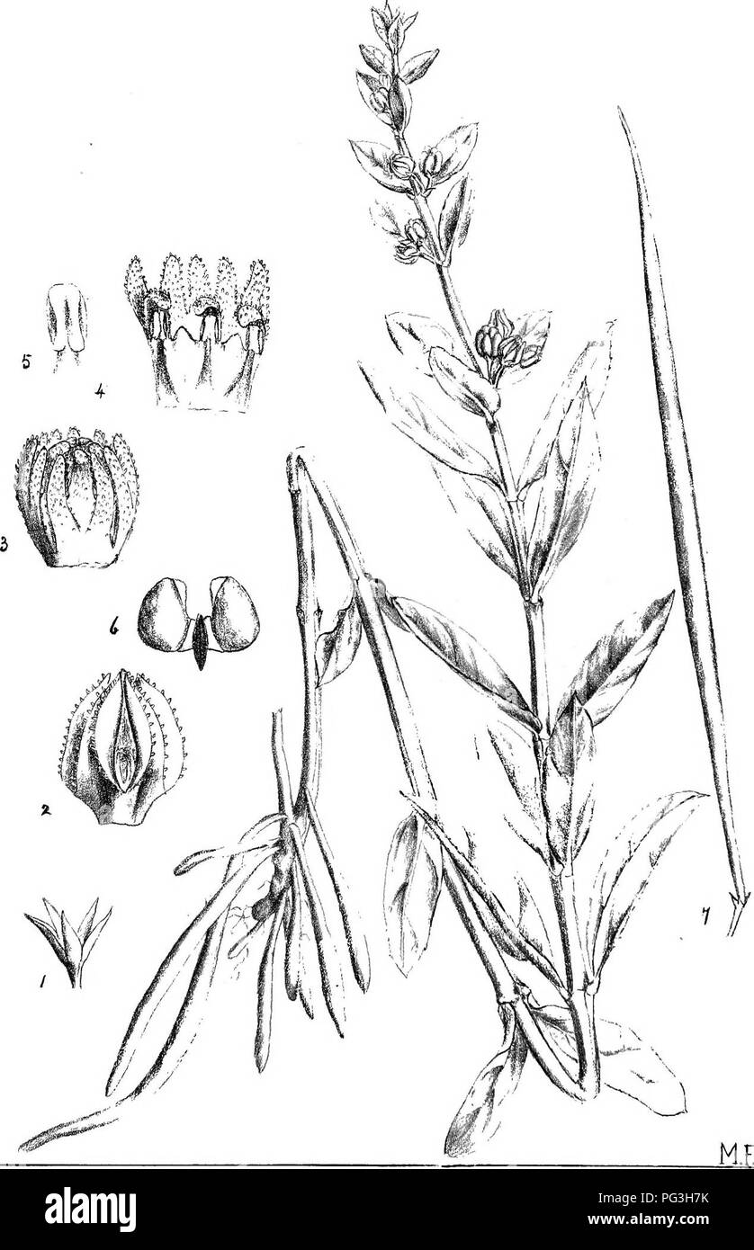 Diese botanische Illustration von *Natal Plants* von J. Medley Wood und Maurice S. Evans bietet detaillierte Beschreibungen einheimischer Pflanzen aus Natal, Südafrika. Sie enthält Hinweise zu ihrer Verteilung, ihrem wirtschaftlichen Wert und ihren Namen. Die Arbeit hebt die vielfältige Pflanzenwelt der Region und ihre Bedeutung für die lokale Kultur und Wirtschaft hervor. Stockfoto