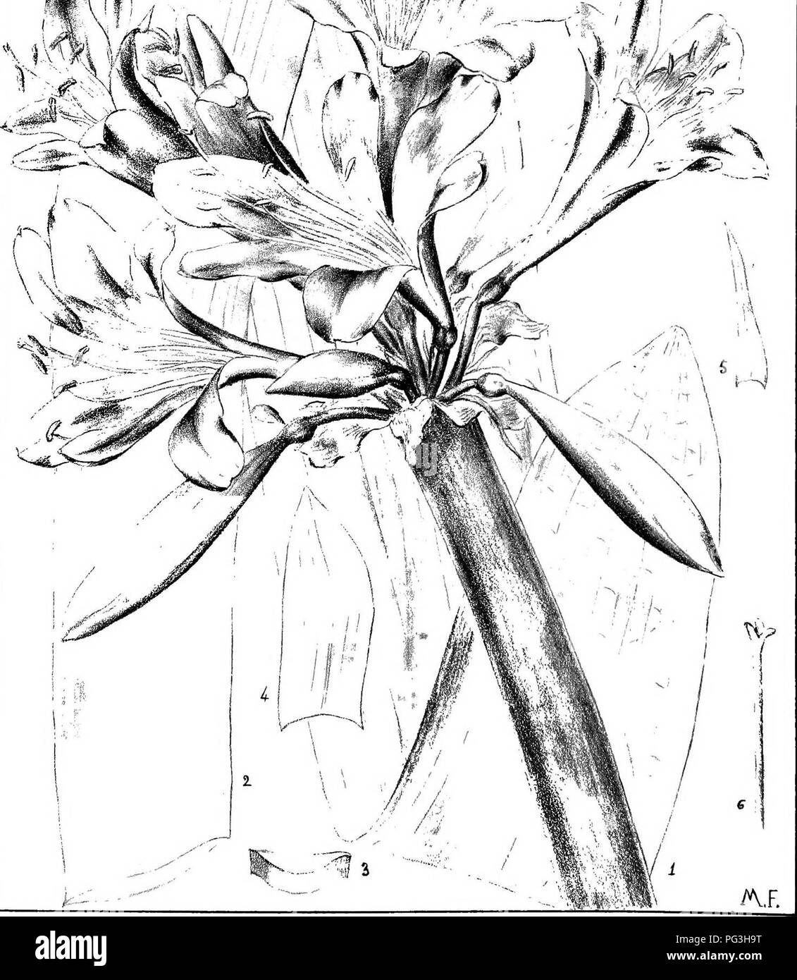 Diese botanische Arbeit erforscht die einheimischen Pflanzen von Natal und konzentriert sich auf deren Verteilung, wirtschaftliche Nutzung und einheimische Namen. Es bietet detaillierte Beschreibungen und Abbildungen und trägt so zu wertvollen Informationen für das Verständnis der Flora der Region bei. Stockfoto