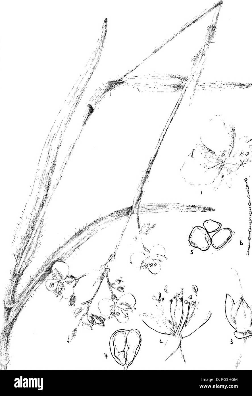 . Natal Pflanzen: Beschreibungen und Abbildungen von Natal einheimischen Pflanzen, mit Hinweisen auf ihre Verteilung, wirtschaftlichen Wert, einheimischen Namen, &Amp; C., / von J. Medley Holz und Maurice S. Evans. Unter der Schirmherrschaft von Natal Regierung und Durban Botanischen Gesellschaft veröffentlicht. Botanik. Platte 294.;-/r&gt;^&gt; "Ich^&lt;{^f "rs '.'/- ich^'-w, *-*---. ^-^^'' tf^o^. Fe; v f;. Bitte beachten Sie, dass diese Bilder sind von der gescannten Seite Bilder, die digital für die Lesbarkeit verbessert haben mögen - Färbung und Aussehen dieser Abbildungen können nicht perfekt dem Original ähneln. extrahiert. Holz, John medl Stockfoto
