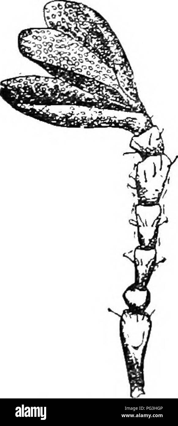 . Eine illustrierte Beschreibender Katalog Der coleoptera oder Käfer (exklusive der Rhynchophora) bekannt in Indiana zu kommen: Mit Bibliographie und Beschreibungen von neuen Arten. Käfer. , -, J; tI; F, s. 909, ebenso wie die der übrigen Lueauida'. pectinate und nicht einklagbar, aber die dreieckige Mentum, die geringe Größe des Monats Organe und die Form der Karosserie arc distini-tly Sr-Araba? Iad. Die antennse sind 10 verbunden, die (/lub Drei verbunden, mehr männliche als weibliche. 1722 (5611). XicAors obsct - "Rus Lee, Journ. Phil. Acad. Xat. Sci., ser. 2. I, 86. Oval, Cduvex. Piceoiis oder Dunkelbraun, sp Stockfoto