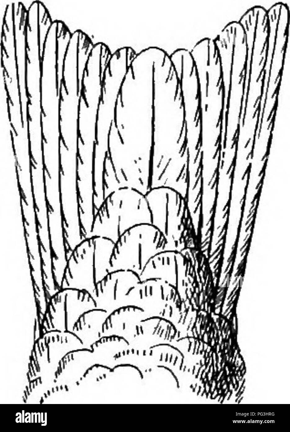 . Die Vögel von Südafrika. Vögel. STEKNID^ HYDROCHELIDON 429 Genua I. HYDROCHELIDON. Typ. H. Nigra. Hydrochelidon, Boie, Ms, 1822, S. 563 * Bill fast gerade und etwas komprimiert, etwa so lang wie der Kopf, culmen leicht gebogen, beide Kiefer gleich; Flügel lang und spitz, die weit über den Schwanz zu verlängern, die erste primäre Die längste; Schwanz kurz, weniger als die Hälfte der Länge des Flügels, aber sehr. Schwein. 136.-Tail von Hydrochelidon hybrida. x J leicht verzweigt; Beine schwach, Web-sites viel eingerückt, so dass die Zehen erscheinen nur die Hälfte webbed zu sein; die untere Fläche des Körpers immer schwarz oder dunkel g Stockfoto
