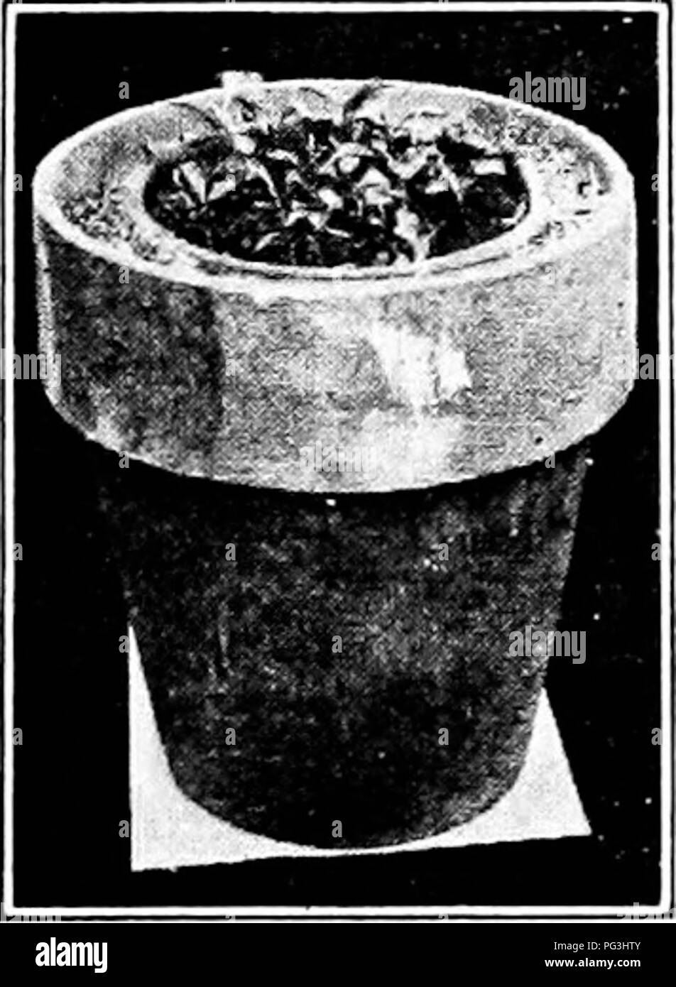 . Pflanzliches: Gewächshaus und Gärtnerei Praxis. Pflanzenvermehrung. CUTTAGE I07 werden Sie vom Meer geschickt werden, die weitere Vorsicht ist notwendig" weg von Salz Wasser halten." Pflanzen so verpackt sind, können um den halben Avorld gesendet werden. Bei der Ankunft, vor allem, wenn Dr}-, sollten sie getränkt werden, root und oben, für ein oder zwei Tage vor dem Pflanzen. Wenn Woody Pflanzen schlecht getrocknet werden. Sie können jedoch auch in feuchte Erde begraben werden für eine Woche bis zu einem Monat mit fairen Chancen der Wiederbelebung. 157. Medien für die verwurzelung Stecklinge verwendet haben großen Einfluss auf die Regulierung von Feuchtigkeit und Temperatur, insbesondere der ehemaligen Stockfoto