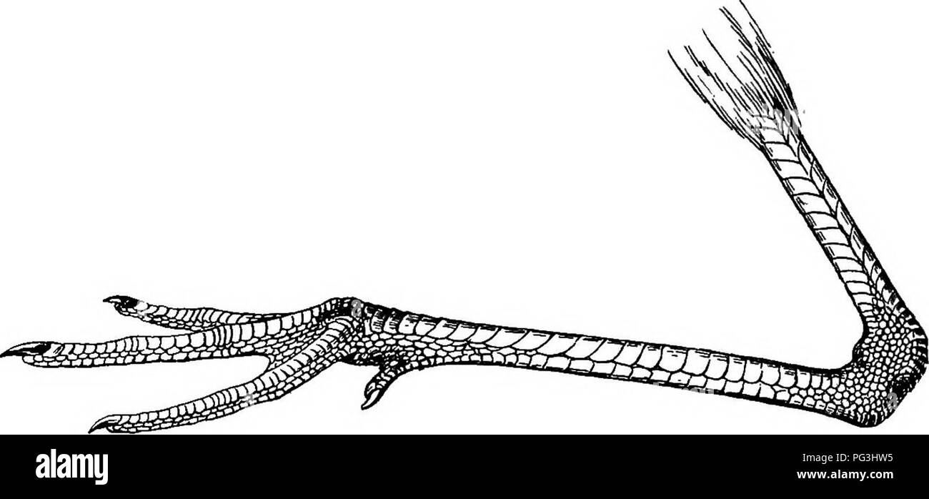 . Die Vögel von Südafrika. Vögel. 390 CHAEADEIID^ TOTANUS, die in Südafrika gefunden Alle sind Migranten aus dem Norden landen; keiner der sieben Arten innerhalb unserer Grenzen gefunden wurden bekannt, mit uns zu züchten.. Abb. 128.- linken Fuß des Totanus glottis, x. Schlüssel der Art. A. Großer, Flügel 6'0 oder über; untere Zurück weiß, Schwanz und oberen taU-deckfedern verjähren mit braunen. w. Secondaries nahezu einheitliche Weiß; planlosen weiß T. calidris, S. 390. 6. Secondaries wie die Rückseite aber leicht mit Weiß; planlosen weiß mit braun T. glottis Sommersprossige, S. 392. B. kleinere, Flügel unter 6 '0. w. Axillar Stockfoto