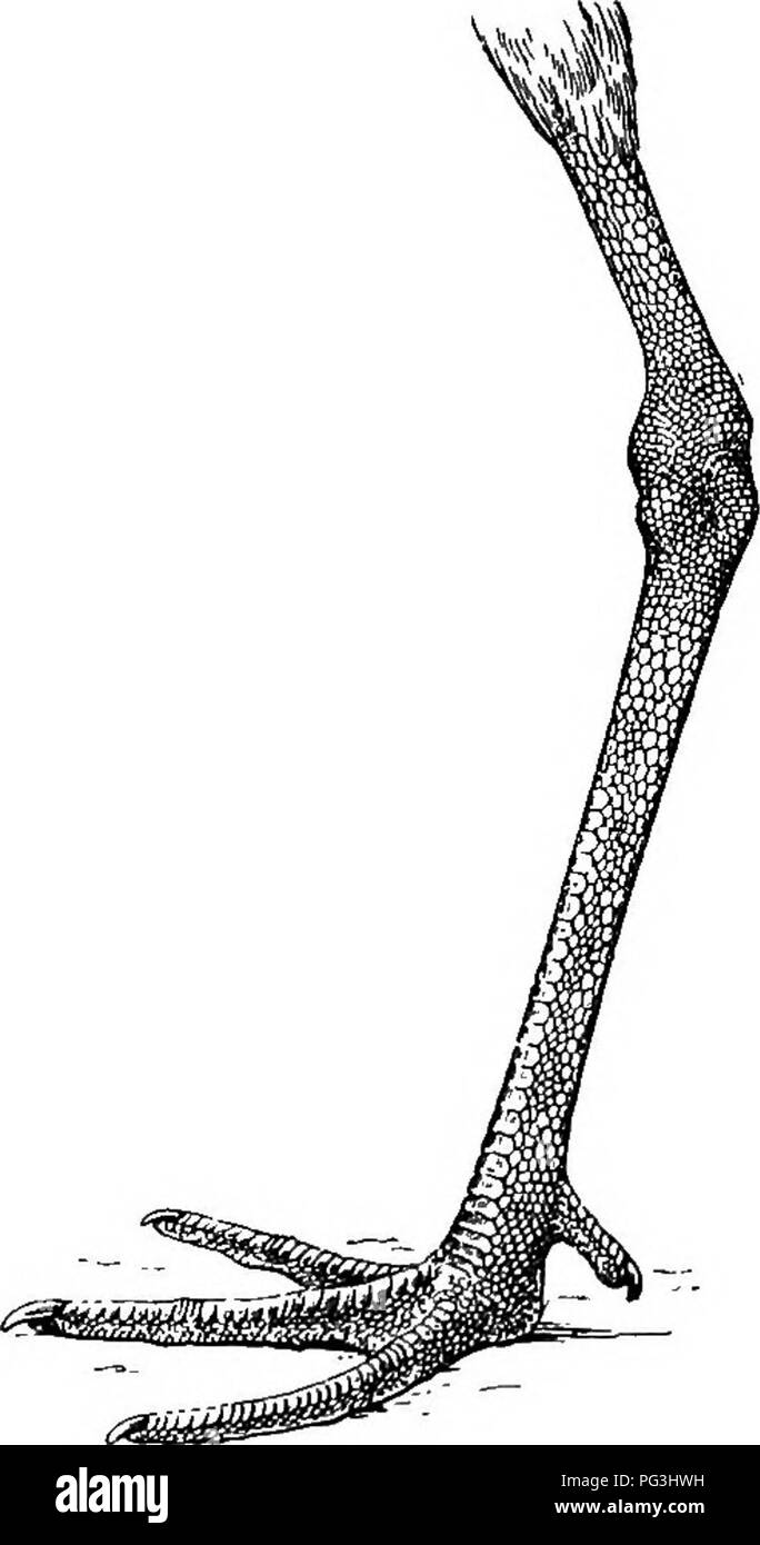 . Die Vögel von Südafrika. Vögel. CHAEADEIID^ NUMENIUS 385 Unterfamilie III. TOTANIN^. Bill in der Länge variabel; verstopfte Nut entlang der größere Teil des Unterkiefers Verlängerung; Augen normal; Tarsus abgeschirmt vor; eine deutliche saisonale Veränderung des Gefieders. Gattung I. NUMENIUS. Typ. Numenius, Briss. Orn. v, S. 311 (1760) N. arquatus. Bill lange, mindestens tvyice der Länge des Kopfes, leicht nach unten gebogenen und gewölbt, die oberen Unterkiefer stumpf und über die untere; Nasenlöcher lineare Schlitze in eine ausgeprägte Depression, die etwa drei Viertel der Länge des Bill; Flügel. Schwein. 126.- Links fo Stockfoto