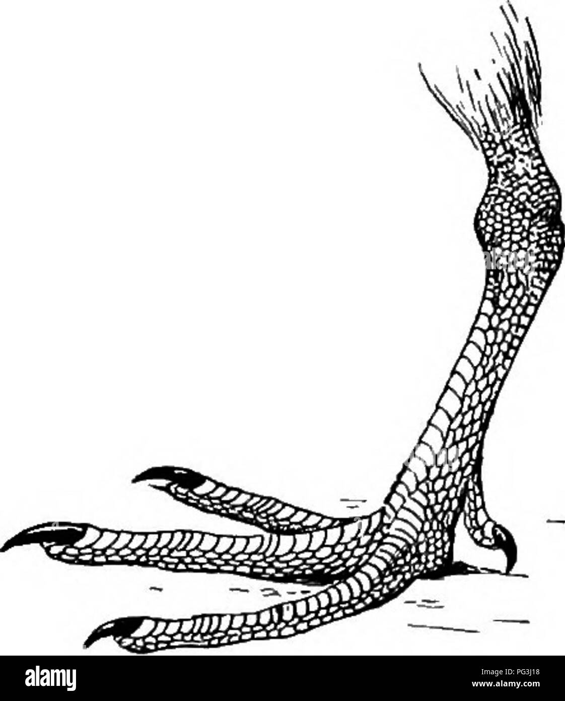 . Die Vögel von Südafrika. Vögel. , CHARADEIID^ AKENAEIA 343 Flügel lang und spitz, erste primäre am längsten, bis an die Spitze der Rute, wenn die Flügel geschlossen sind; Schwanz von zwölf Federn, sehr leicht gerundet; Tarsus über die Länge der mittleren Zehen und Krallen mit ein paar Quer scutes vorne, an den Seiten und Posterior mit Holzstrahlen netzartiges Muster bildend (reticulate Schuppen bedeckt; die hinteren toe vorhanden; keine Web zwischen den vorderen Zehen. Zwei Arten dieser Gattung sind allgemein anerkannte, beschränken sich auf die westlichen und nordwestlichen Europa, die anderen praktisch cos-mopolitan und hier beschrieben.. Abb. 110.- Ijetb Stockfoto