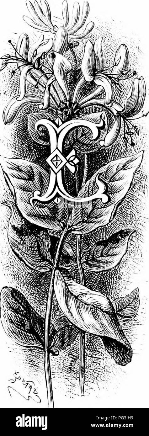 Die Geißblatt, Lonicera, ist eine duftende blühende Pflanze, die häufig an den Wänden englischer Cottages und in den Wäldern Südeuropas zu finden ist. Obwohl sie nicht in Großbritannien beheimatet ist, eignet sie sich gut für die Einbürgerung in Wald und Dickicht. Stockfoto