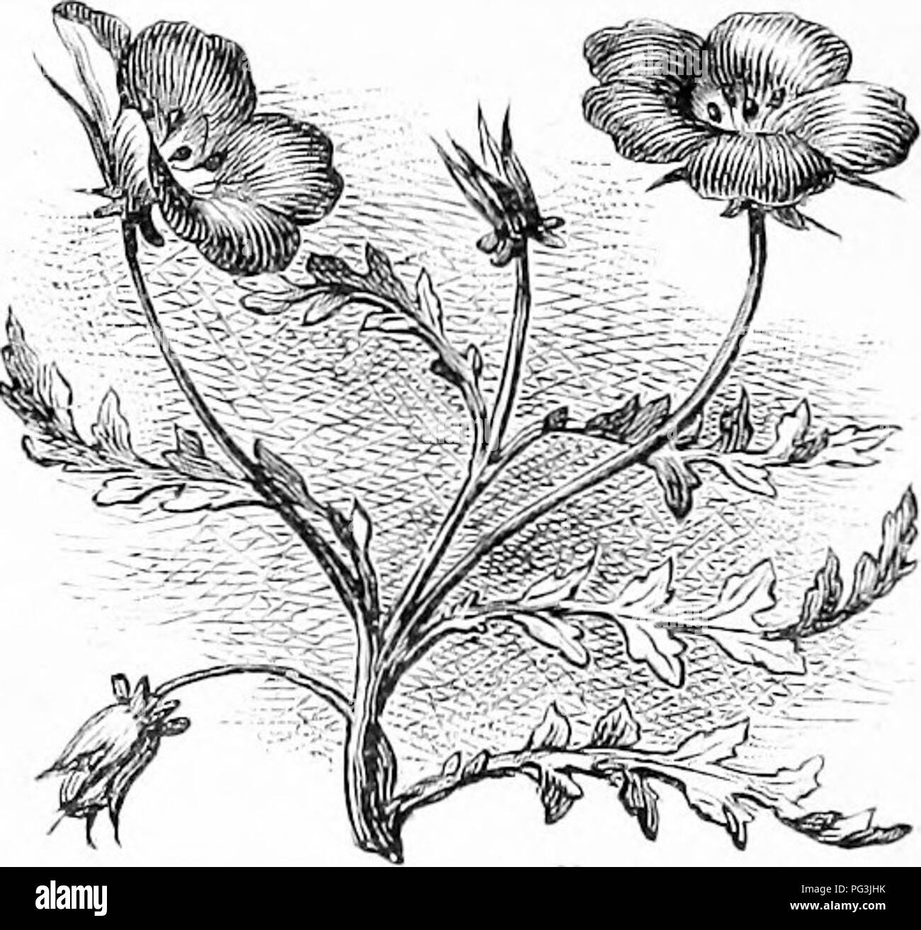Illustration aus Shirley Hibberds „vertraute Gartenblumen“ mit verschiedenen Zierblumen, die häufig in Gärten zu finden sind. Das Bild zeigt beliebte Arten, die für ihren ästhetischen Wert in der Landschaftsgestaltung und im Blumenbau bekannt sind. Der Reiseleiter konzentriert sich auf Pflanzenanbau, Pflege und Gestaltungsprinzipien für Gartenräume. Stockfoto Illustration aus Shirley Hibberds „vertraute Gartenblumen“ mit verschiedenen Zierblumen, die häufig in Gärten zu finden sind. Das Bild zeigt beliebte Arten, die für ihren ästhetischen Wert in der Landschaftsgestaltung und im Blumenbau bekannt sind. Der Reiseleiter konzentriert sich auf Pflanzenanbau, Pflege und Gestaltungsprinzipien für Gartenräume. Stockfoto