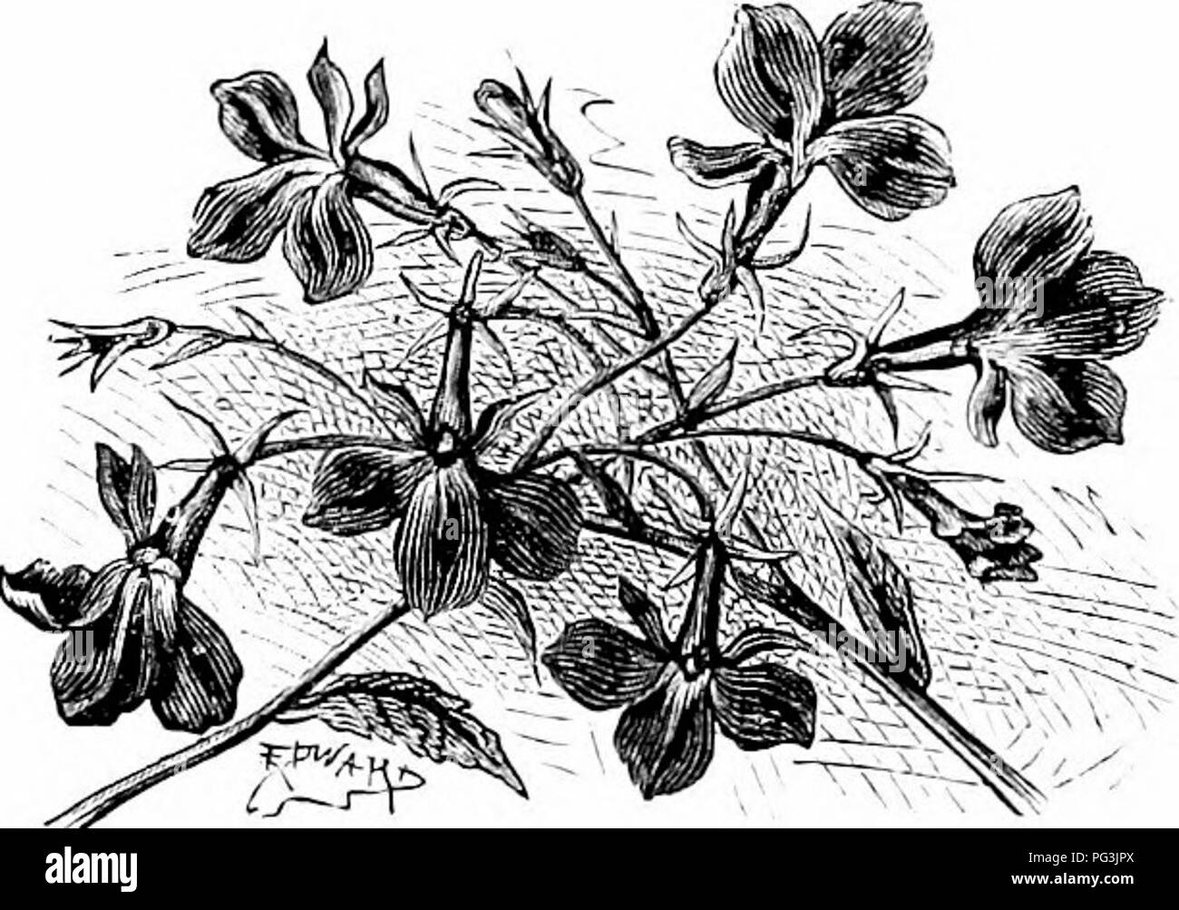 . Vertraute Garten Blumen. Blumen, Pflanzen, Zierpflanzen ; Blumenkultur. 88 VERTRAUTER GARTEN FLOIFERS. Wahrscheinlich ohne Gehalt, aber wenigen offiziellen Pflichten. Im Jahr 1576 veröffentlichte er seine "Observationes/', worin kann die Quellen der viel der Informationen, die bei Parkinson "Theatrum Botanicum" und andere Werke der Zeit, die nun überraschen uns liy ihre Gelehrsamkeit verkörperte gefunden werden, ihre Vollständigkeit und die herrliche Genauigkeit ihrer Gravuren. Die lobelien sind weit verstreut, aber es gibt nicht viele von ihnen. Es gibt zwei britische Arten, nämlich, L. urens, eine sehr seltene Pla Stockfoto