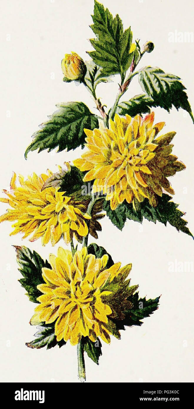 . Vertraute Garten Blumen. Blumen, Pflanzen, Zierpflanzen ; Blumenkultur. . Bitte beachten Sie, dass diese Bilder sind von der gescannten Seite Bilder, die digital für die Lesbarkeit verbessert haben mögen - Färbung und Aussehen dieser Abbildungen können nicht perfekt dem Original ähneln. extrahiert. Hibberd, Shirley, 1825-1890; Hulme, F. Edward (Frederick Edward), 1841-1909. London: Cassell Stockfoto